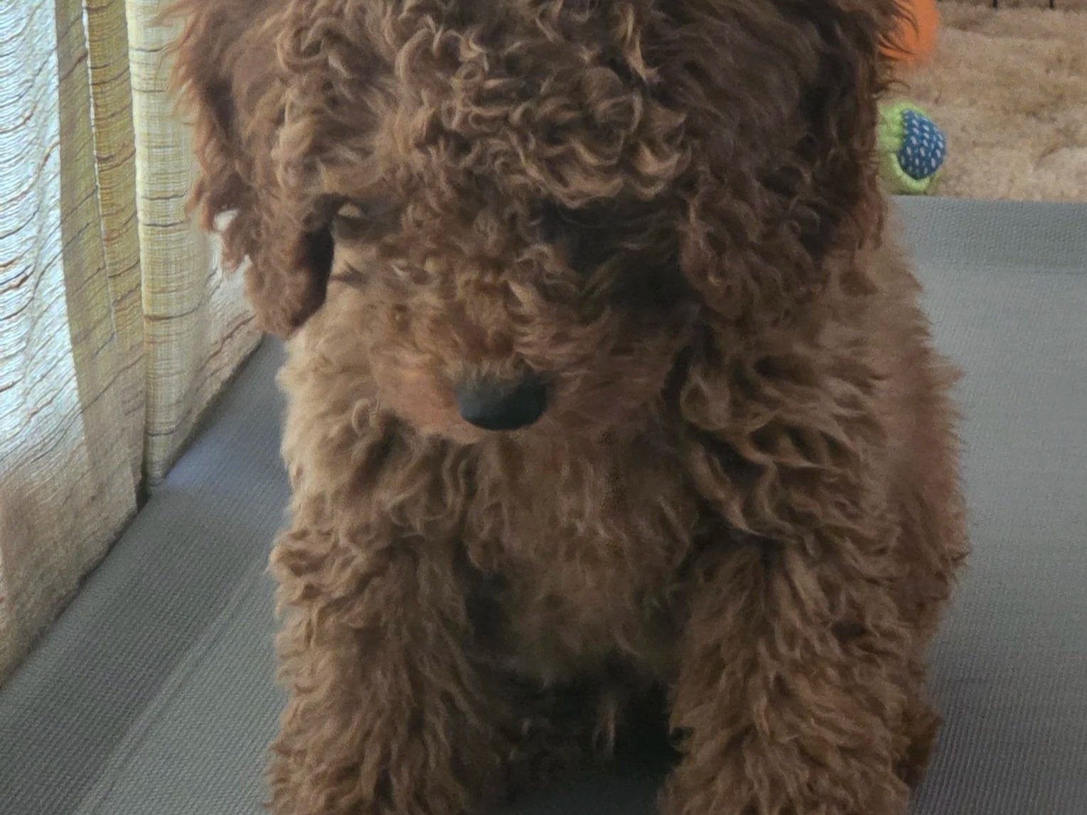 Goldendoodle Grooming 101: How to Train for the Brush &amp; Avoid Matting