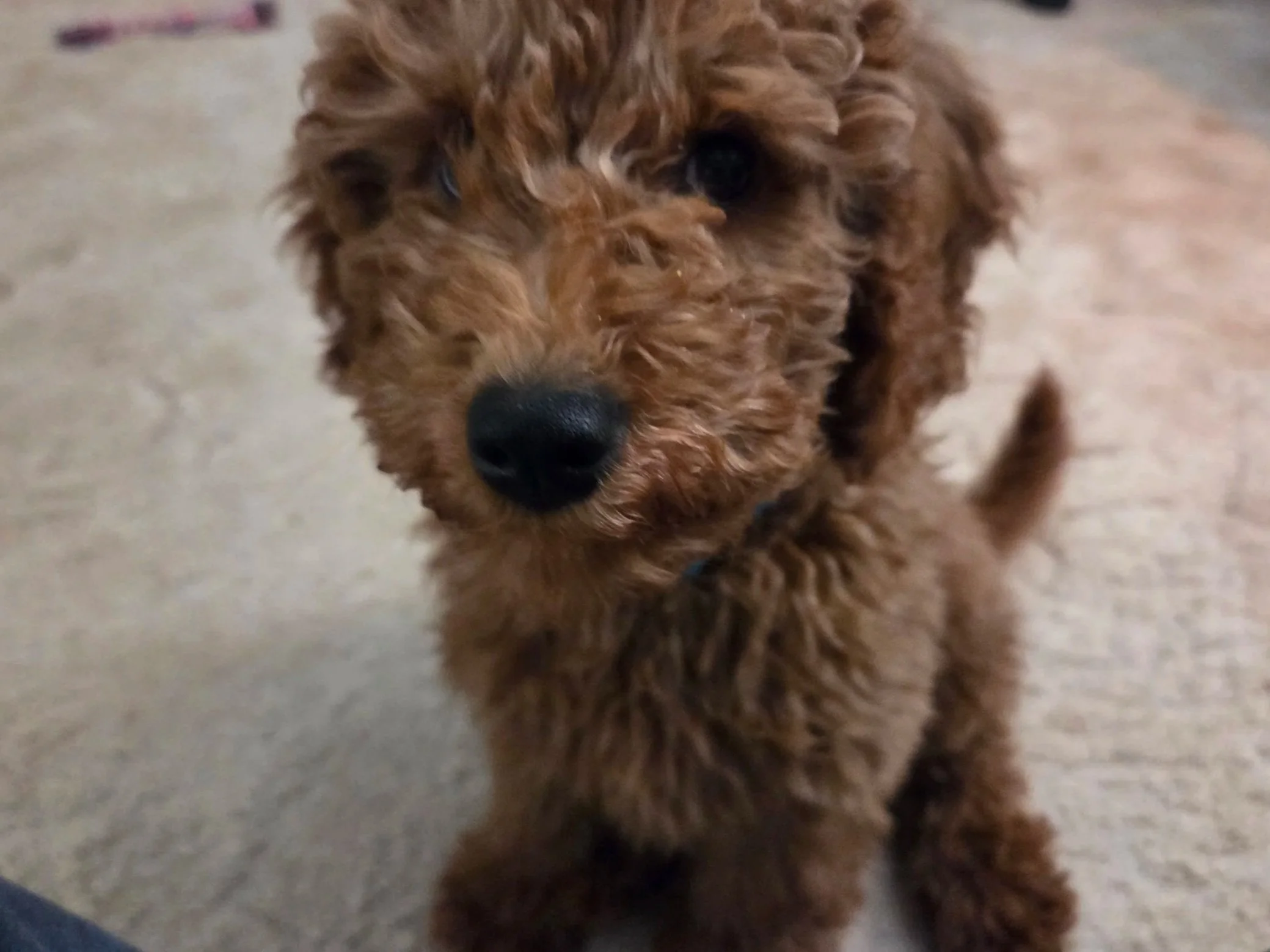 Is Your Goldendoodle Stubborn? How to Train a High-Intelligence Breed