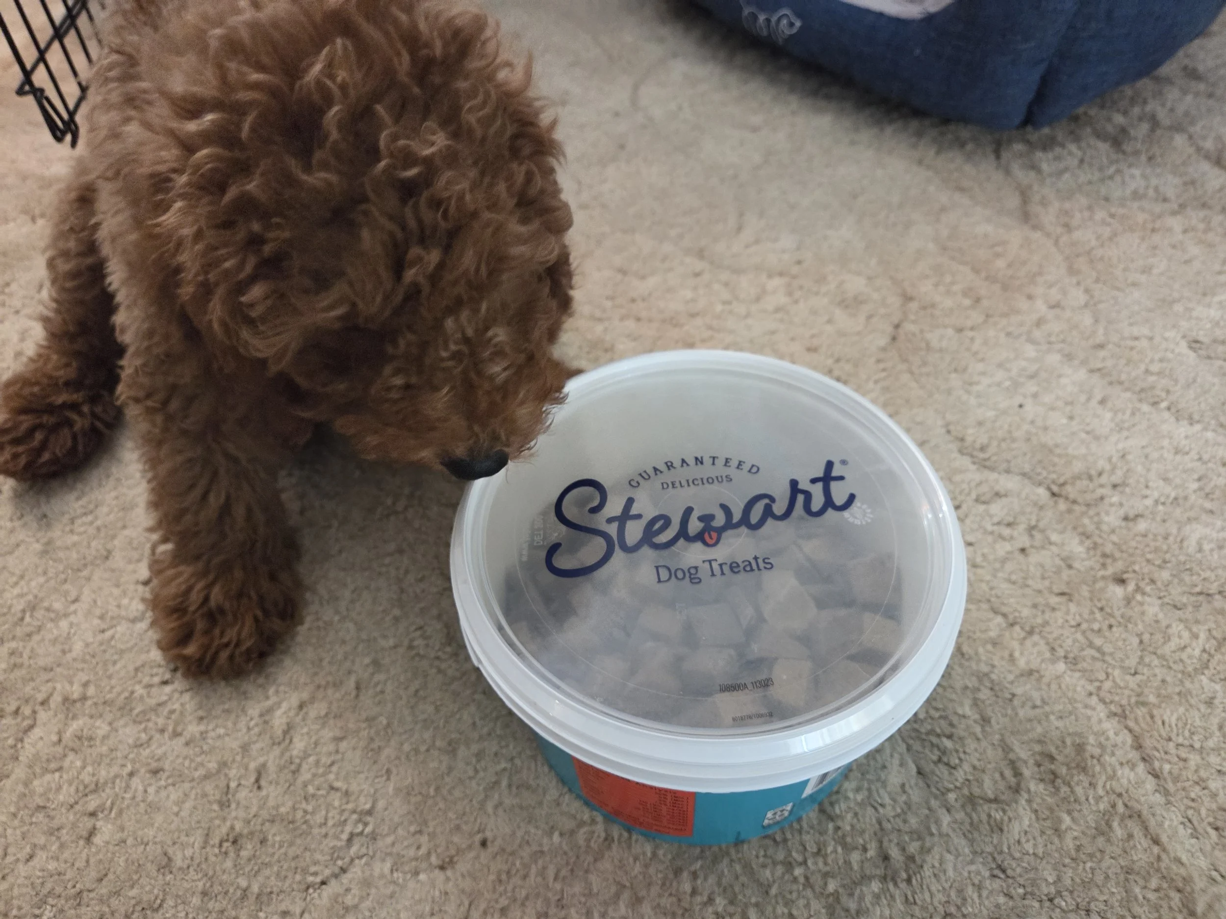 Goldendoodle Teenage Phase: Navigating Adolescent Regression &amp; Training Tips