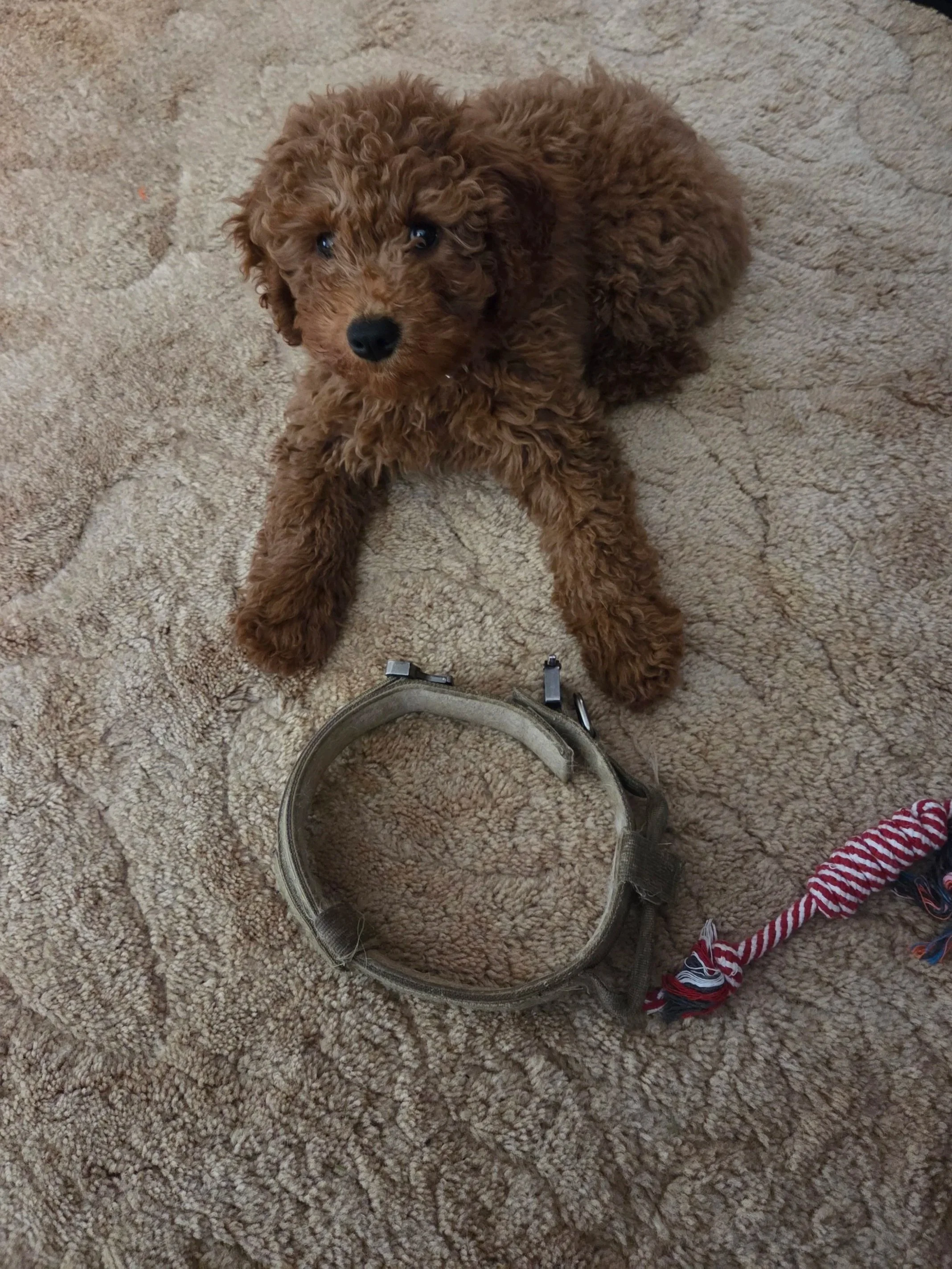 The Ultimate Goldendoodle Behavioral Guide: Solve Top 10 Training Issues