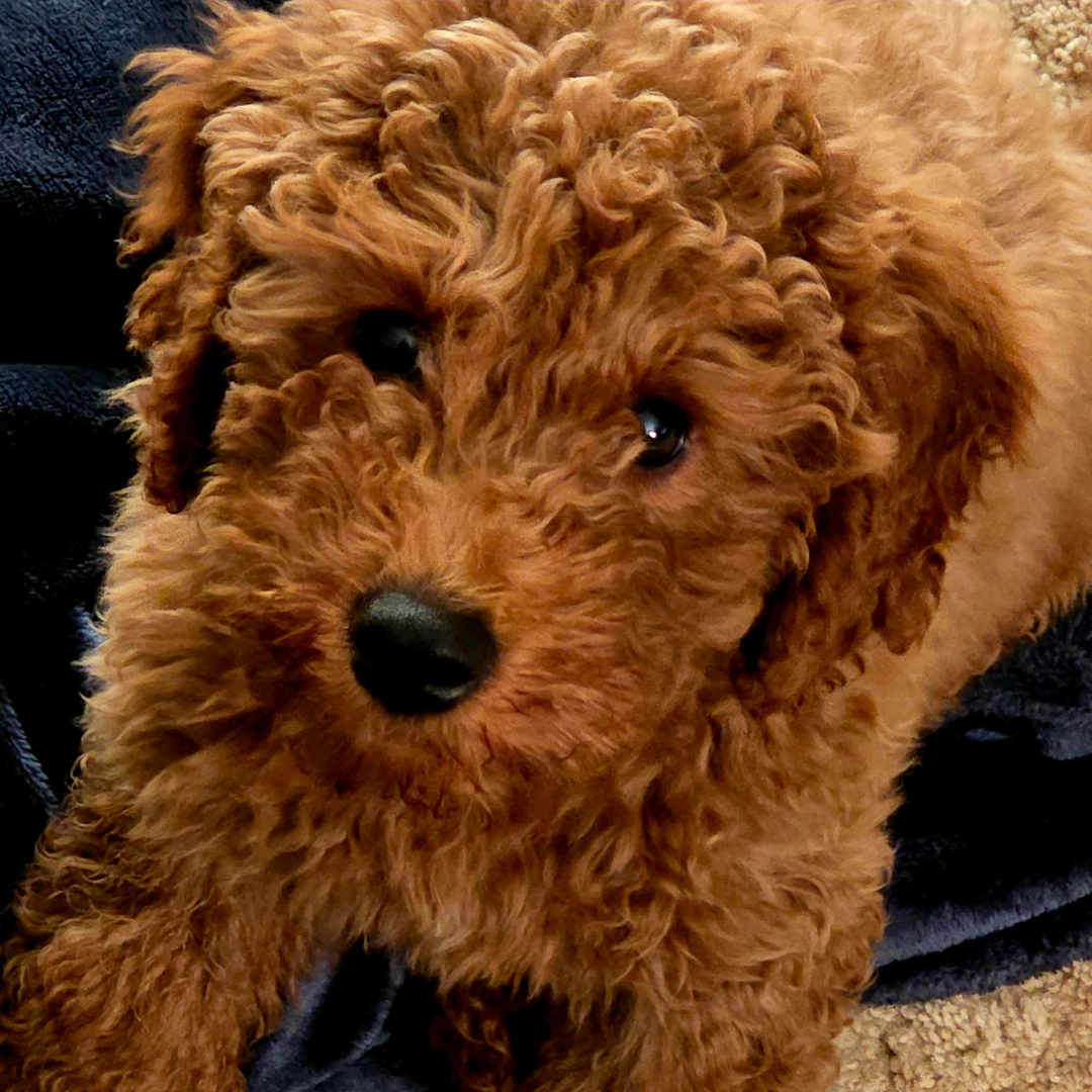 The Ultimate Goldendoodle Growth Guide: Predicting Your Puppy’s Adult Size