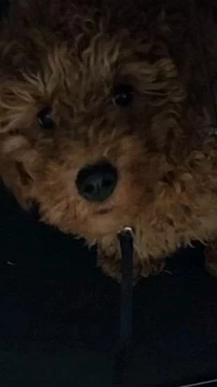 Goldendoodle puppy biting its leash during a walk while the owner stands still to redirect