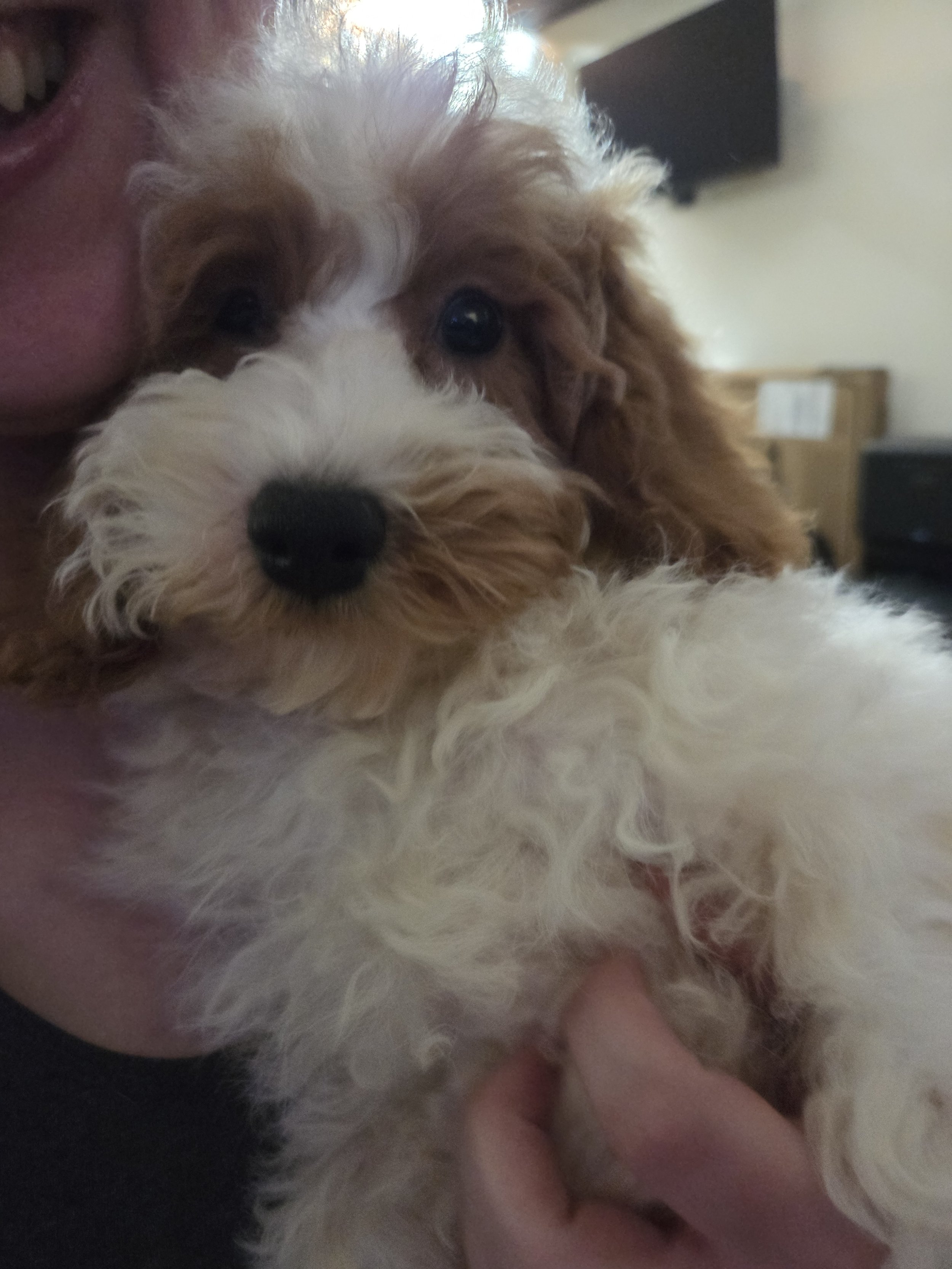 Victoria of Ironstone Goldendoodles with a Miniature Poodle puppy, highlighting the brand's commitment to genetic transparency.