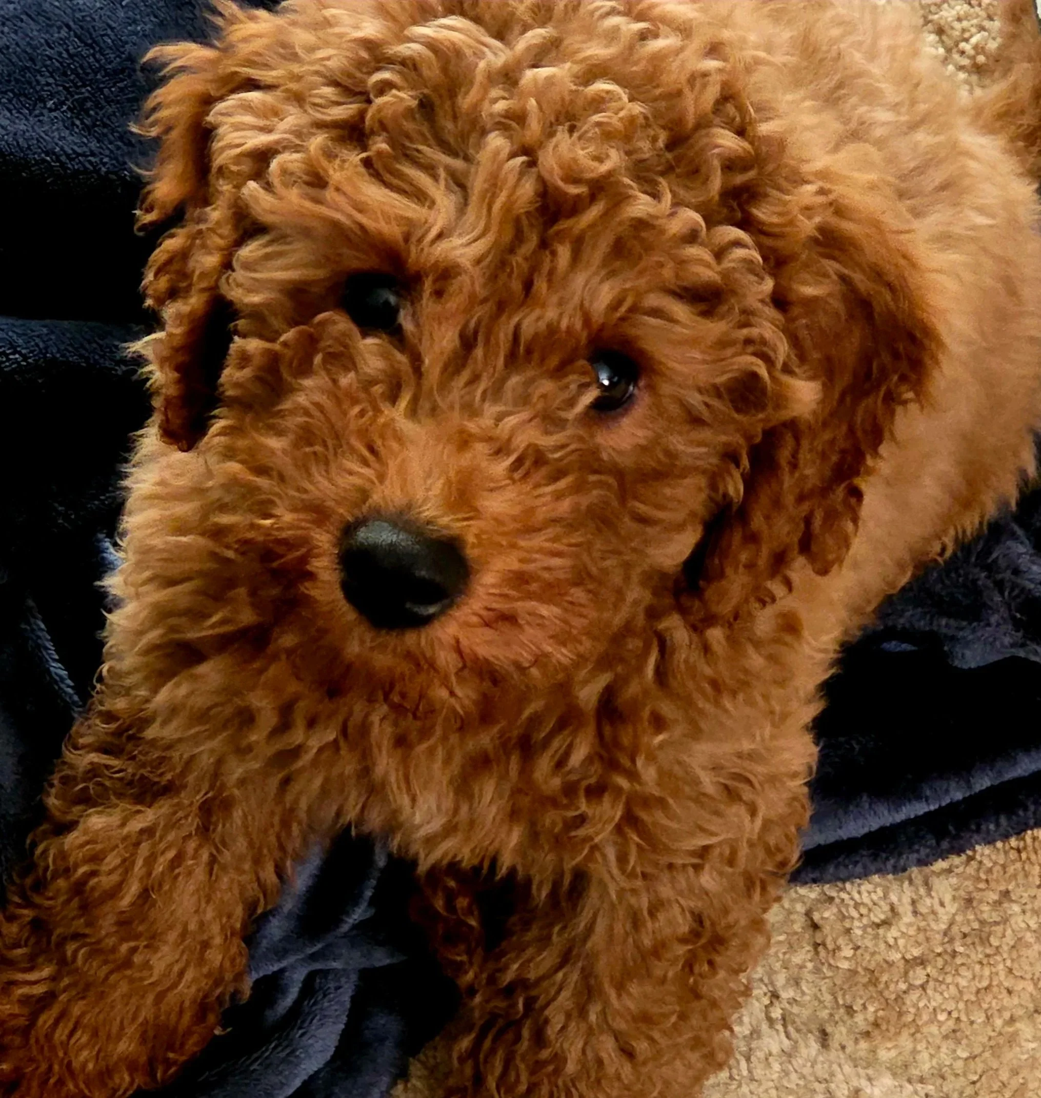 Charlie, Ironstone Goldendoodles Foundation Sire, Red Apricot Mini Goldendoodle.