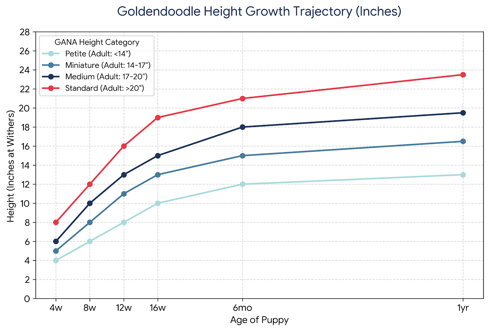 Goldendoodle height growth chart showing height projections in inches at withers for petite, miniature, medium, and standard sizes from 4 weeks to 1 year, following GANA size guidelines.