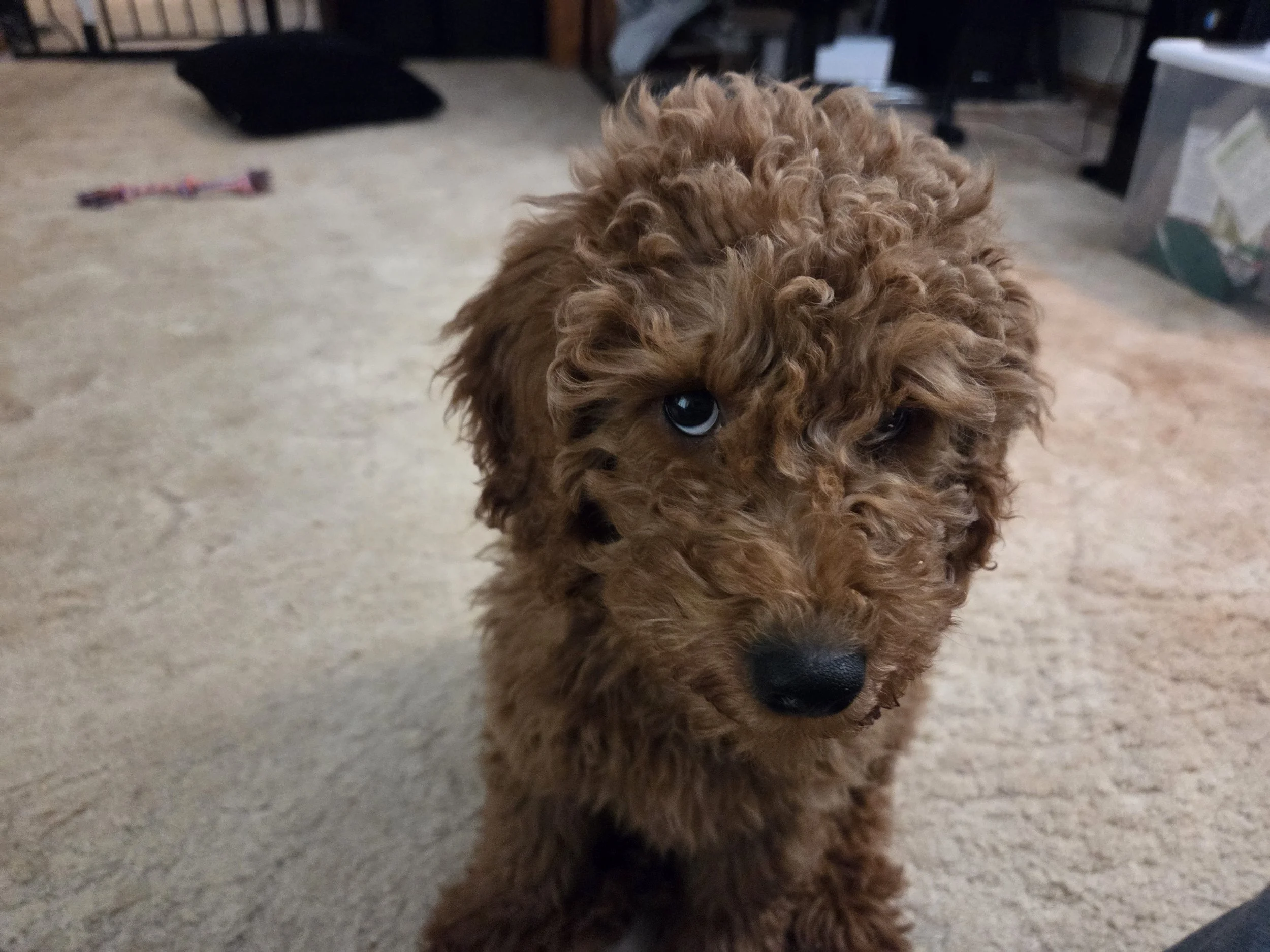 Ironstone Goldendoodles Lifetime Support Guarantee seal for puppy buyers.