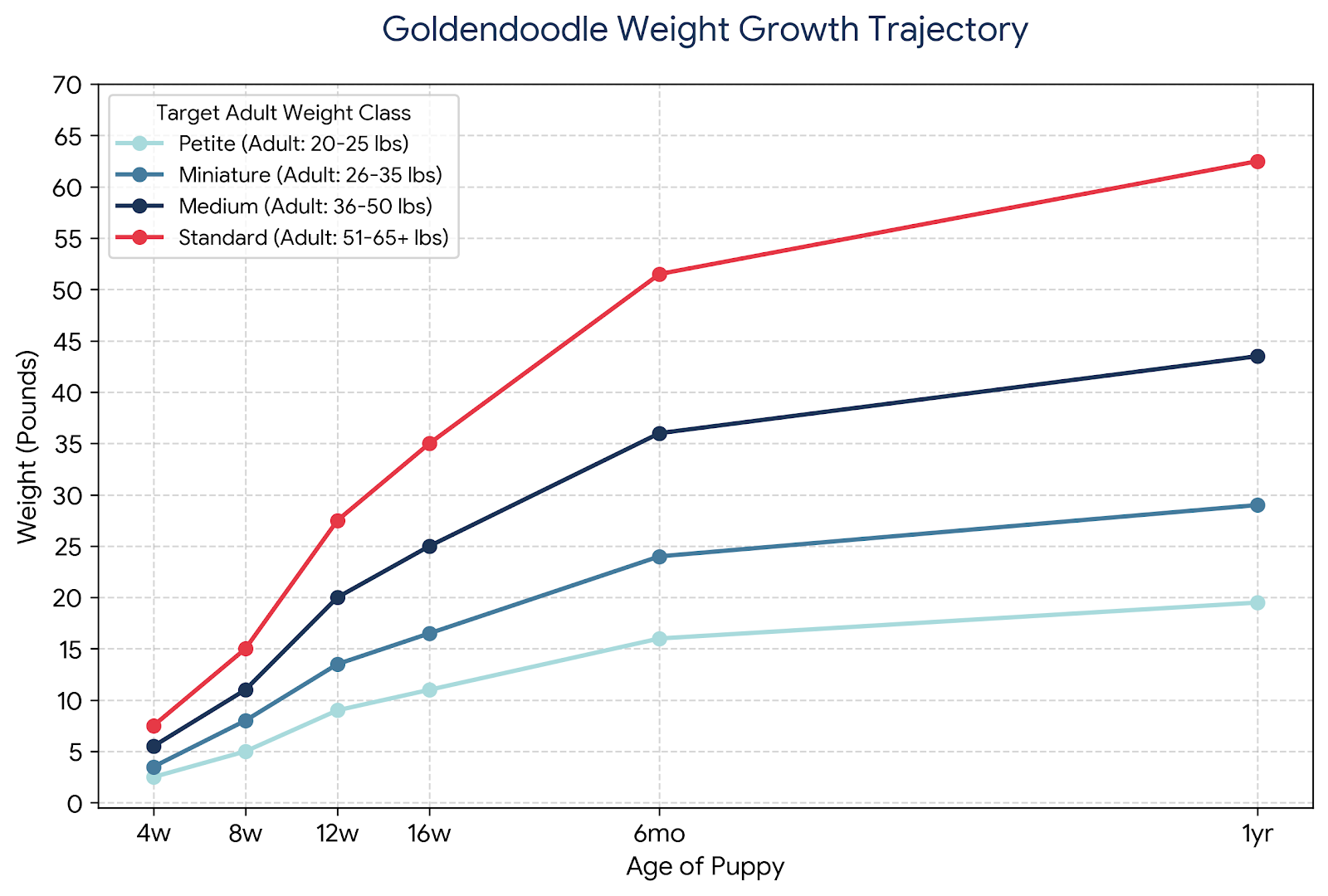 Goldendoodle weight growth chart showing weight projections in pounds for petite, miniature, medium, and standard sizes from 4 weeks to 1 year, based on GANA standards.