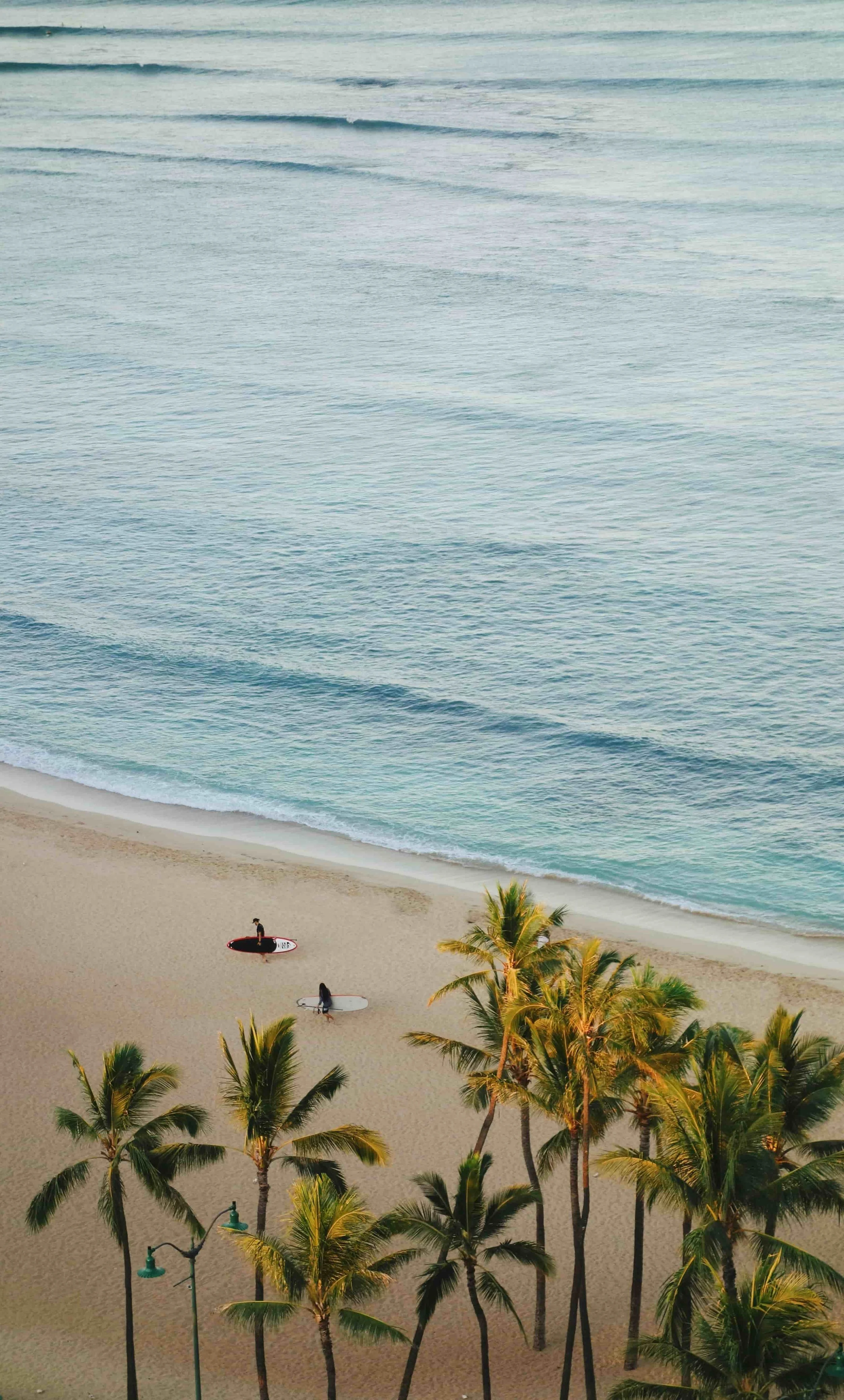 A beach scene with several tall palm trees in the foreground, a sandy shore, and two people with surfboards near the water's edge. The ocean has gentle waves under a clear sky.