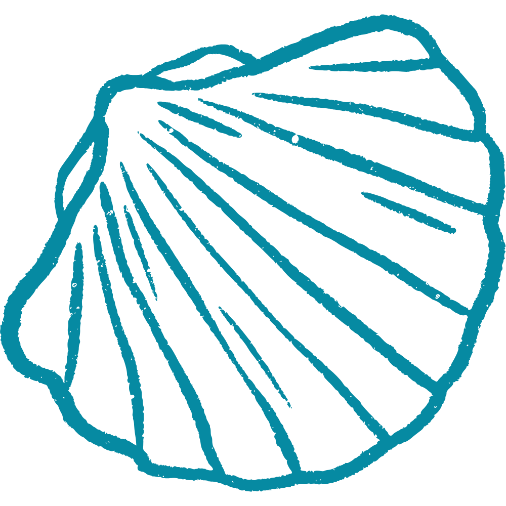 Illustration of a seashell with detailed lines and a blue outline.