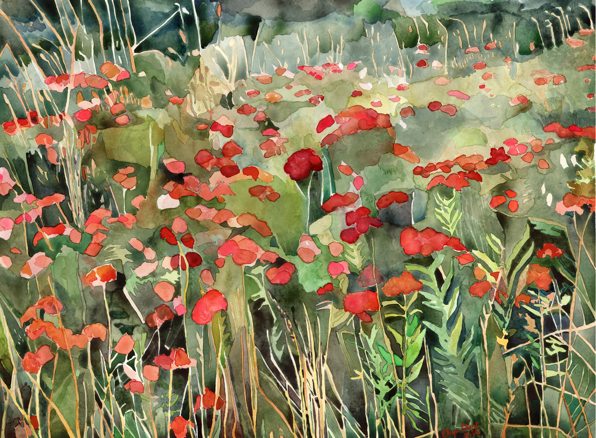 Butterfly Weed. Watercolor on Paper. 18x24 inches. 2026