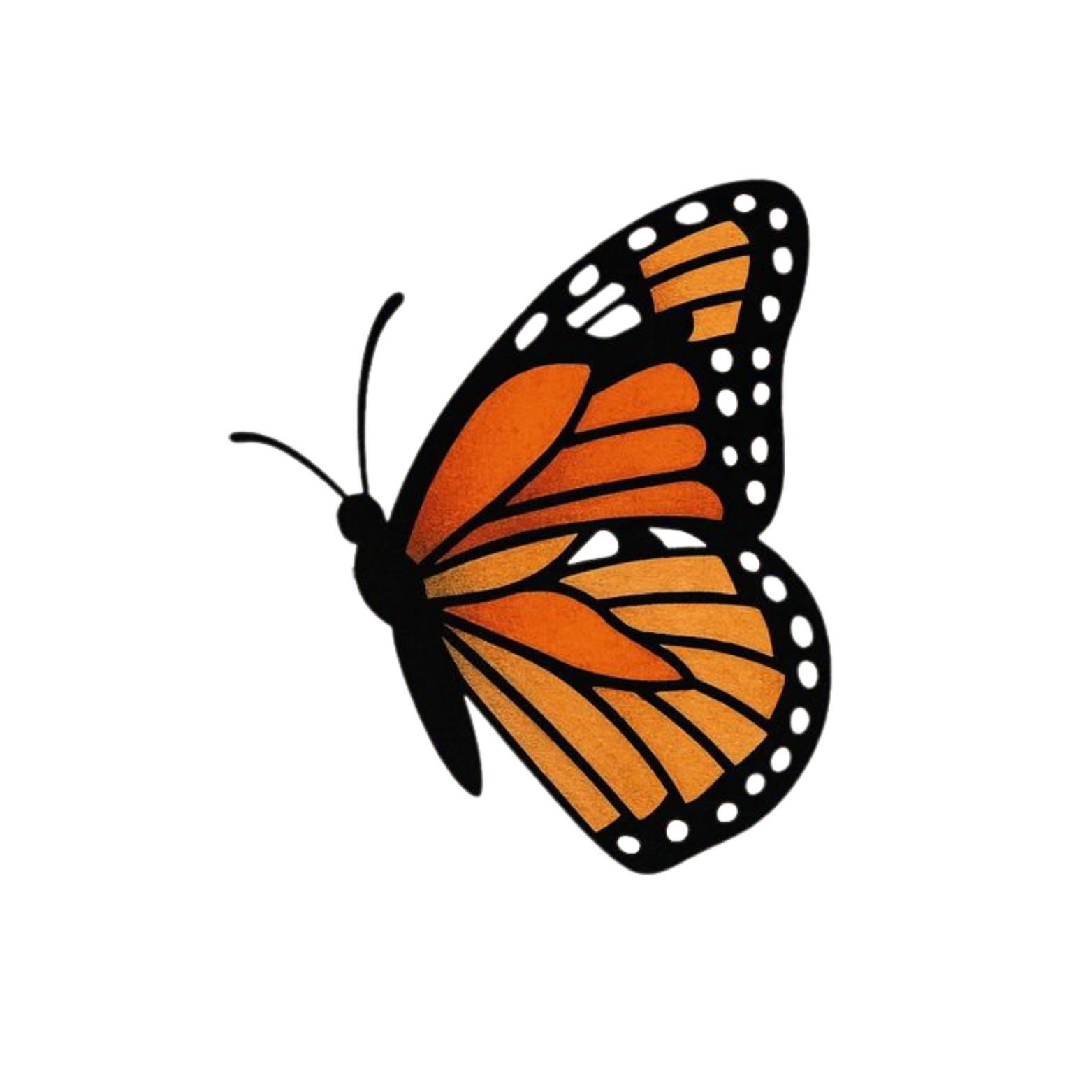 Illustration of a Monarch butterfly with orange and black wings.