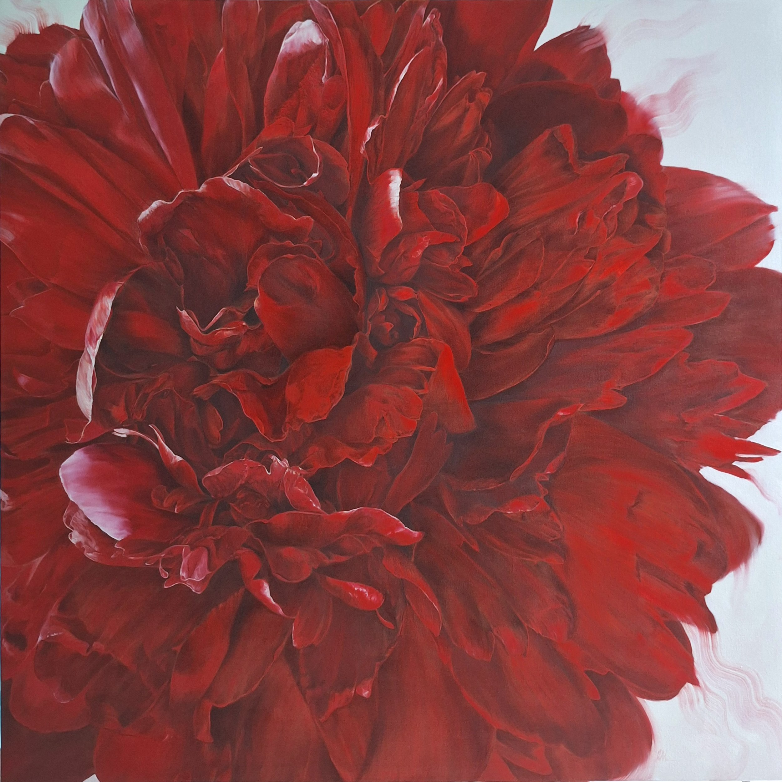 Large cropped scarlet red peony in full bloom