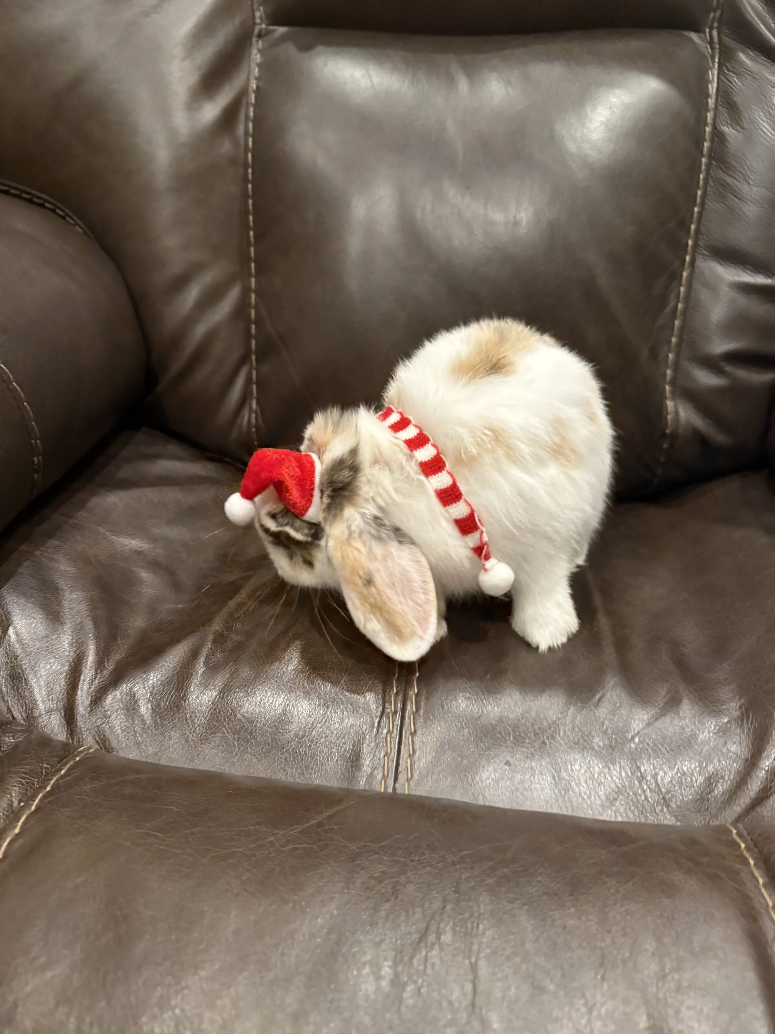 A small, fluffy rabbit wearing a red and white Santa hat and a red-and-white striped collar, sitting on a brown leather couch.