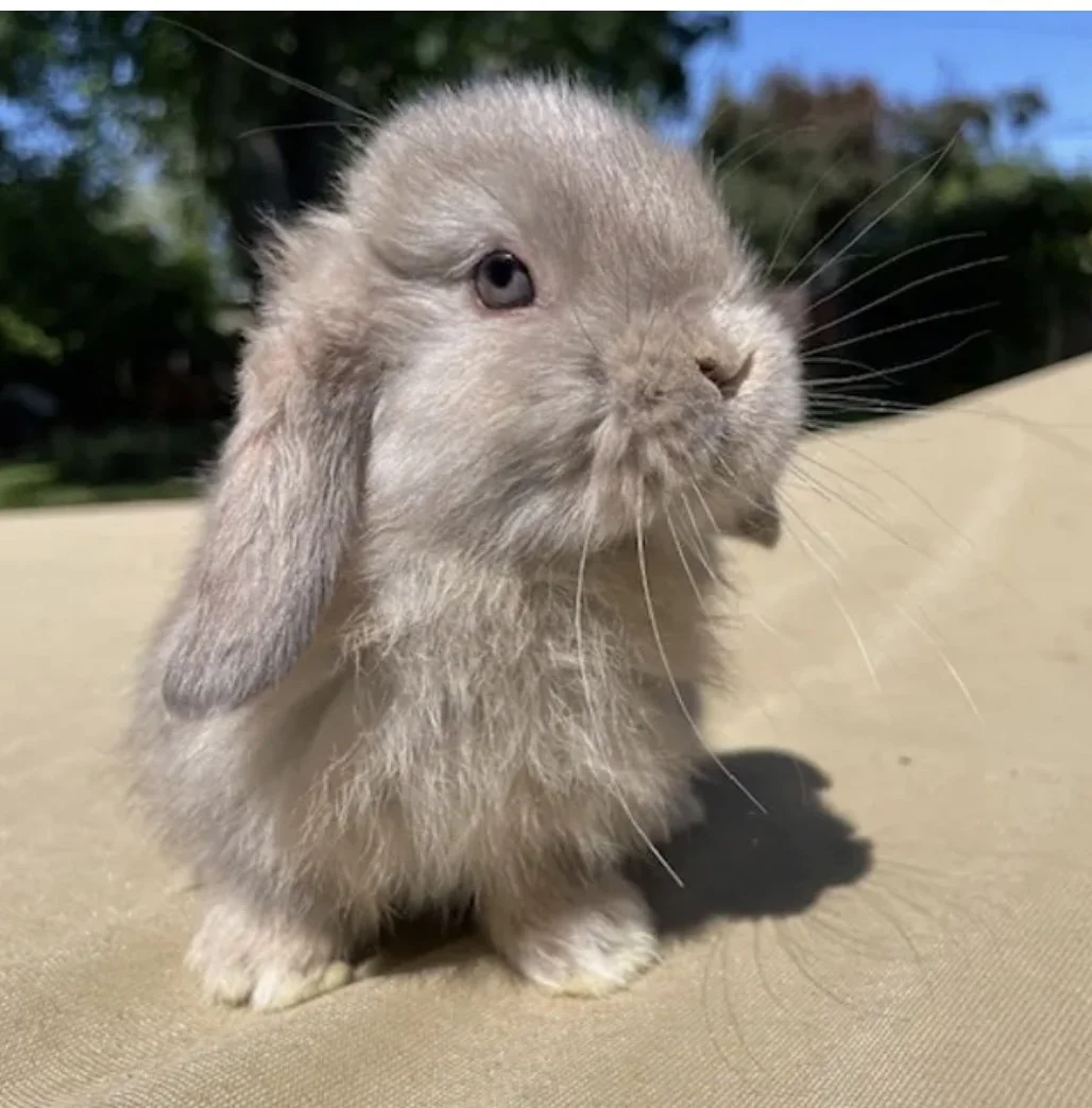 A cute baby rabbit with floppy ears, beige fur, and one eye closed, sitting outdoors on a beige surface on a sunny day.