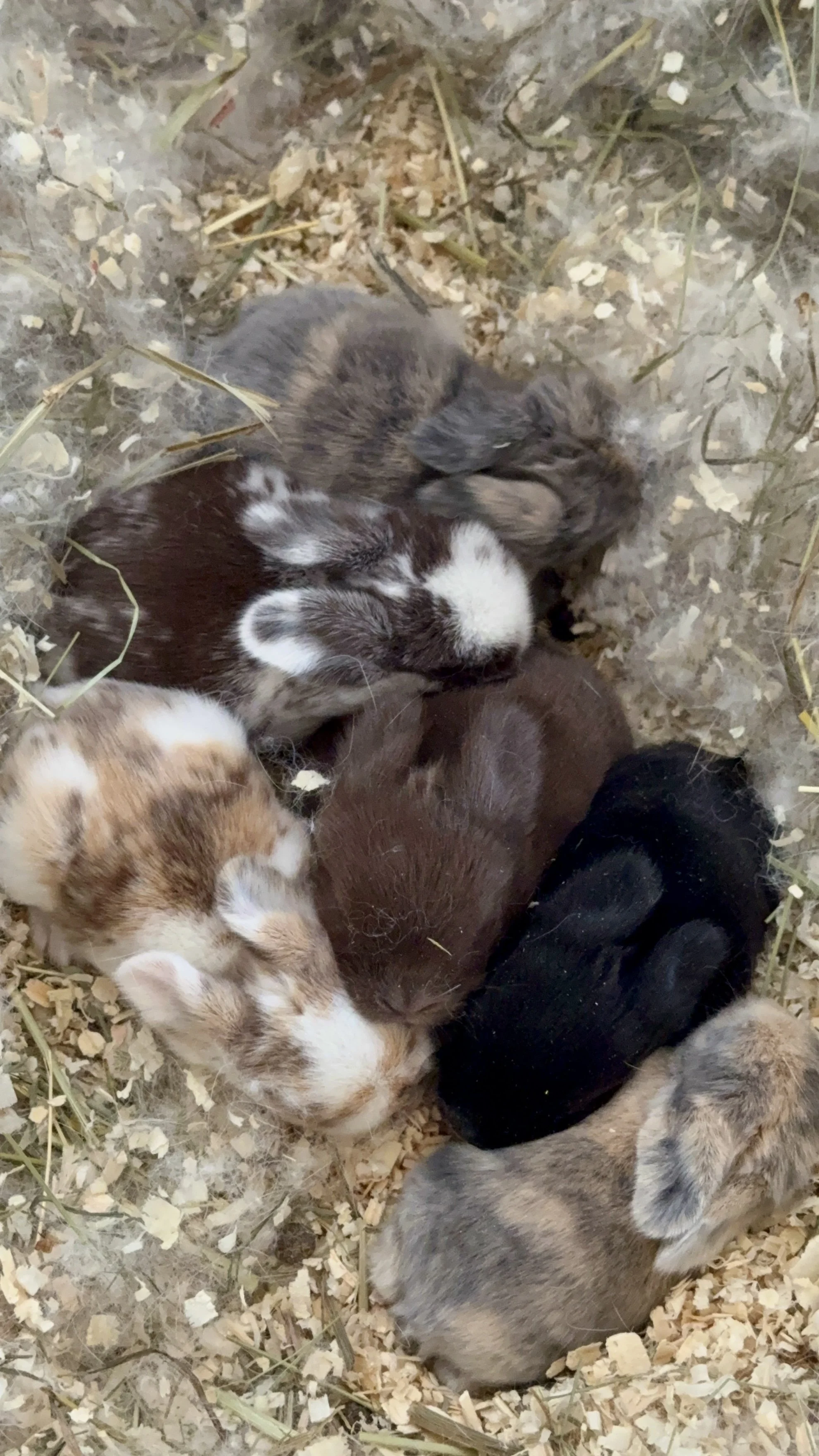 A group of baby rabbits huddled together on wood shavings and hay in a nesting area.