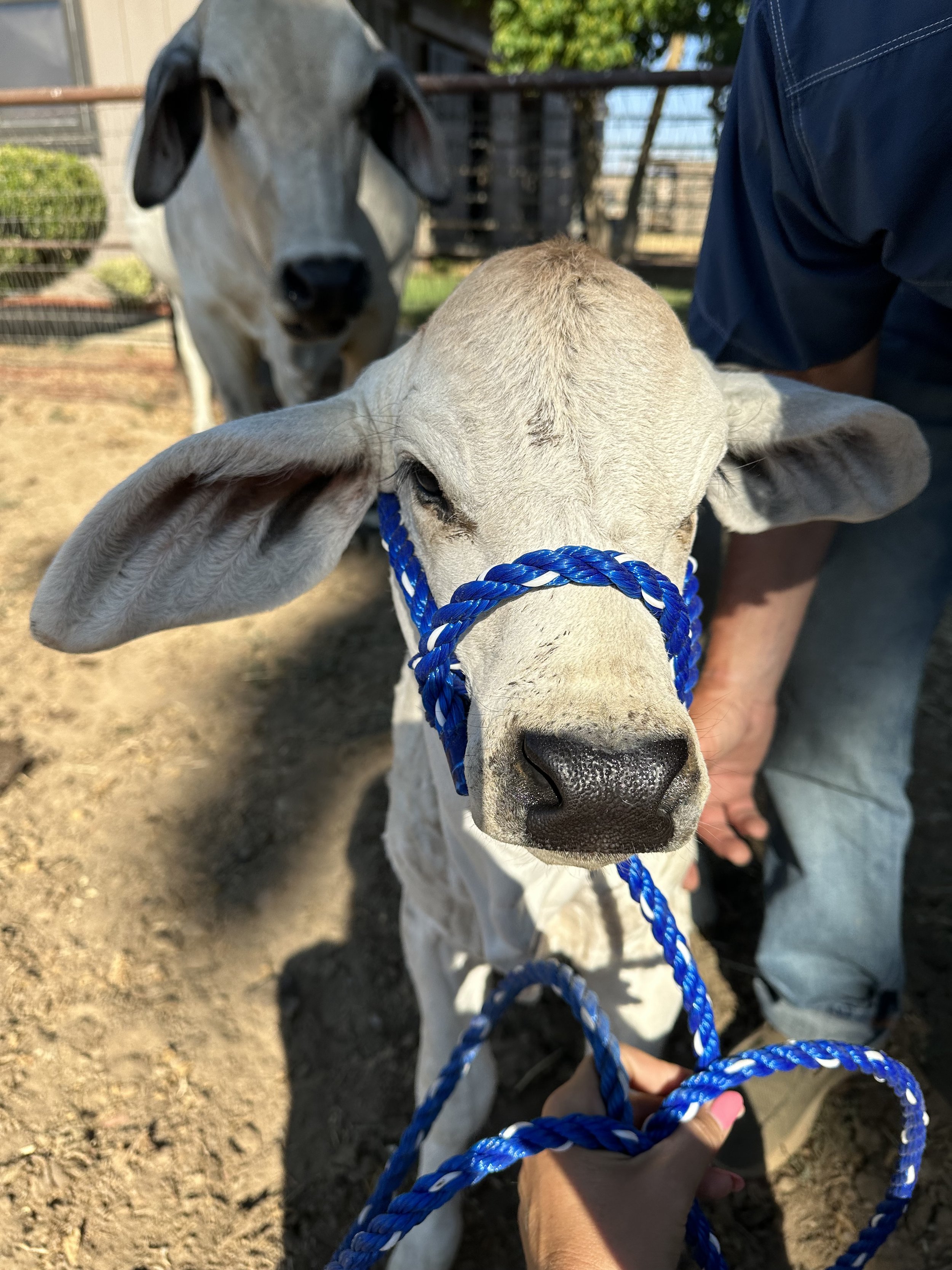 A young calf with a blue halter on its nose, standing on dirt ground, with an adult cow and person in the background on a farm.