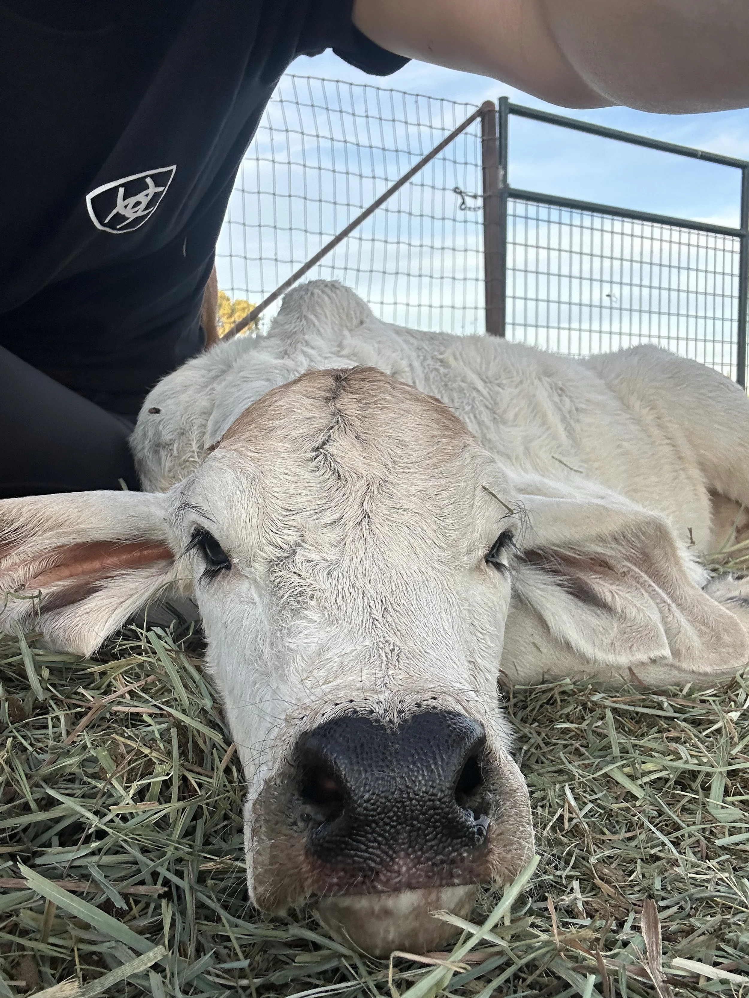 Close-up of a calf lying on hay, with two other calves resting in the background inside a fenced area.