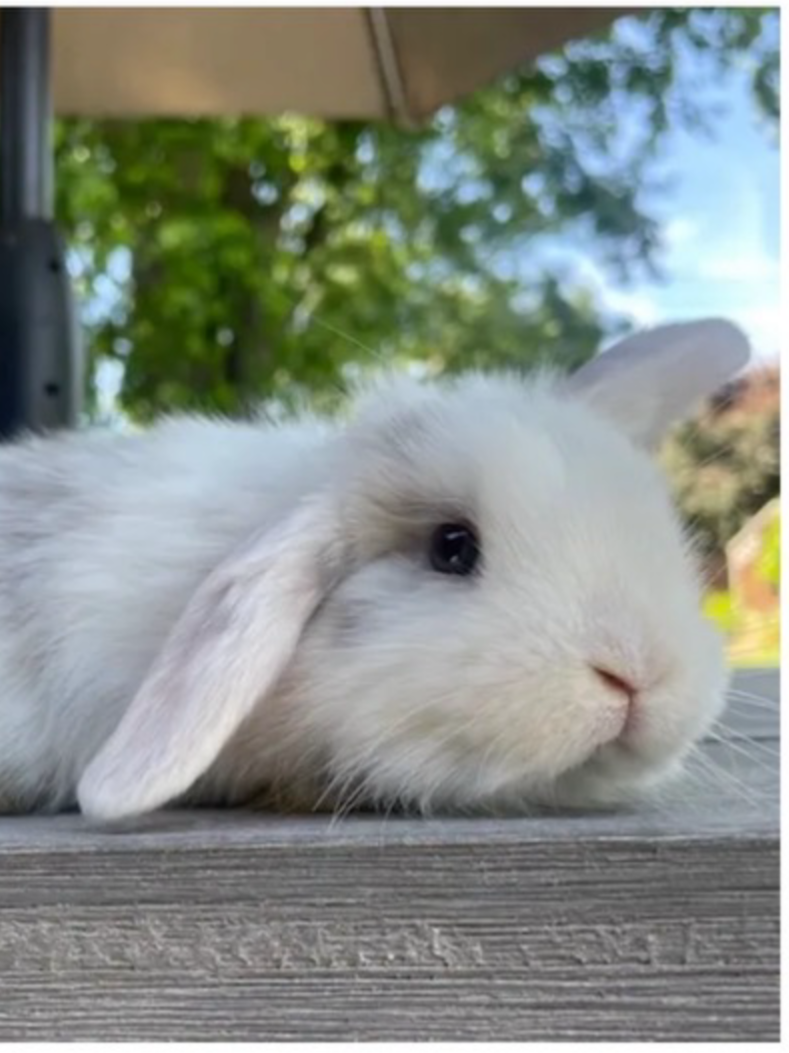 Close-up of a white baby rabbit lying flat on a wooden surface outdoors with green trees and a blue sky in the background.