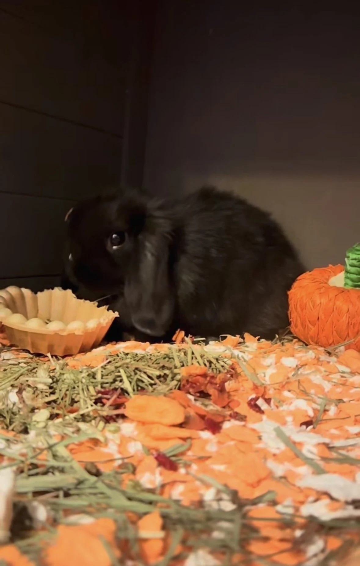 Black bunny next to a bowl of round treats on orange bedding with hay and a woven orange and green decoration.