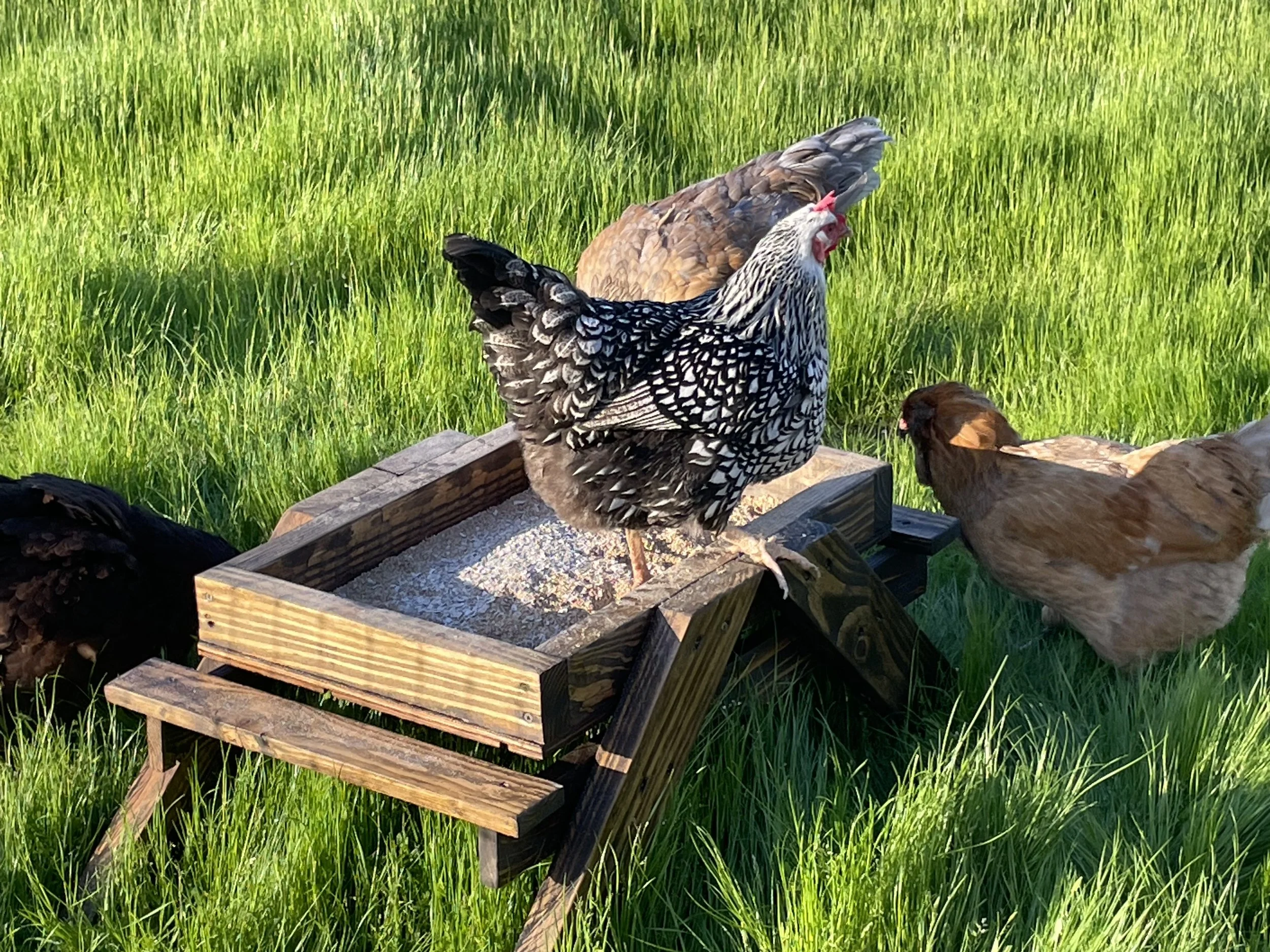 Several chickens gathered around a wooden chicken feeder on a grassy field.