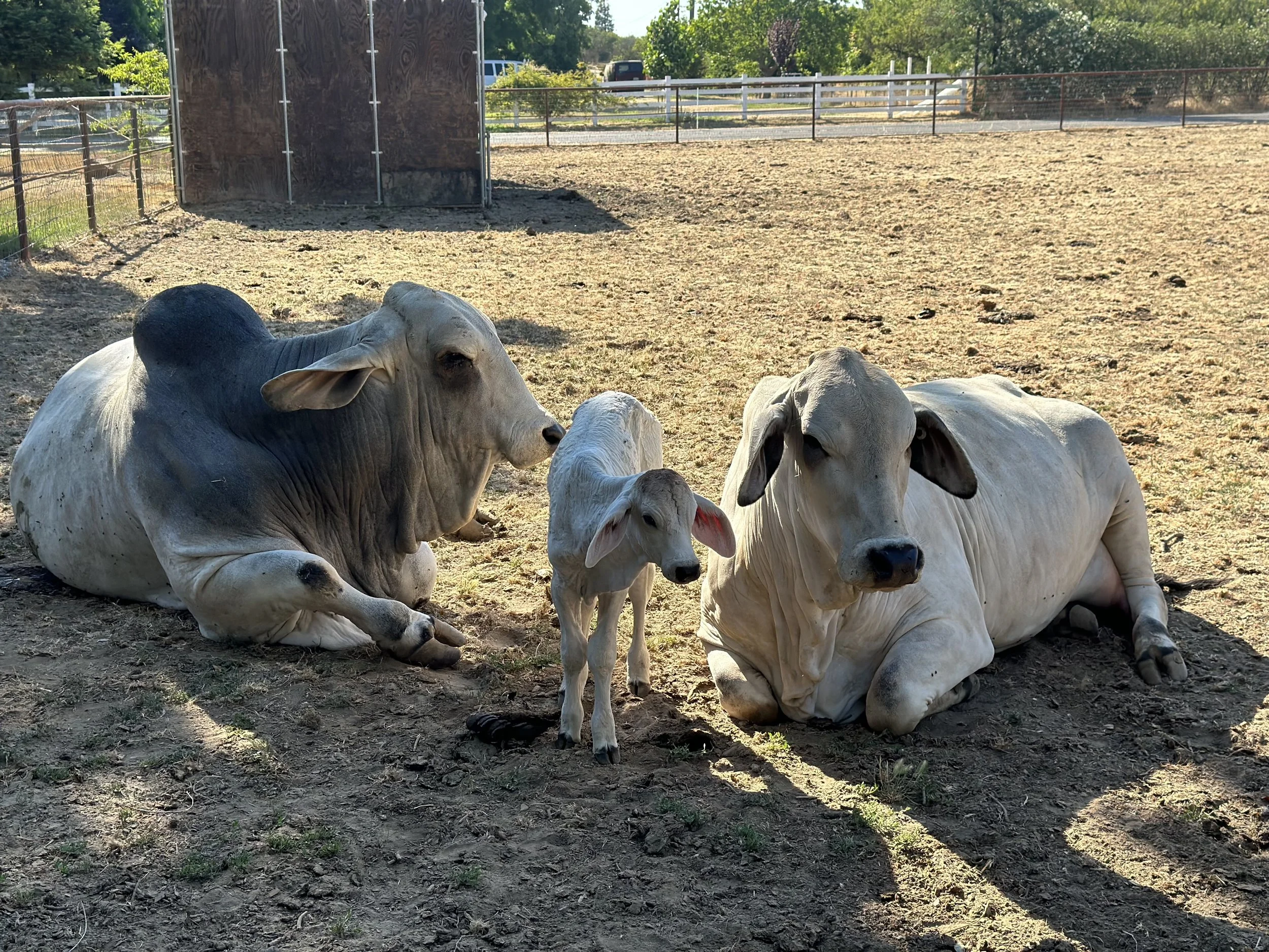 Two adult cows and a calf resting on dirt in a fenced outdoor area.