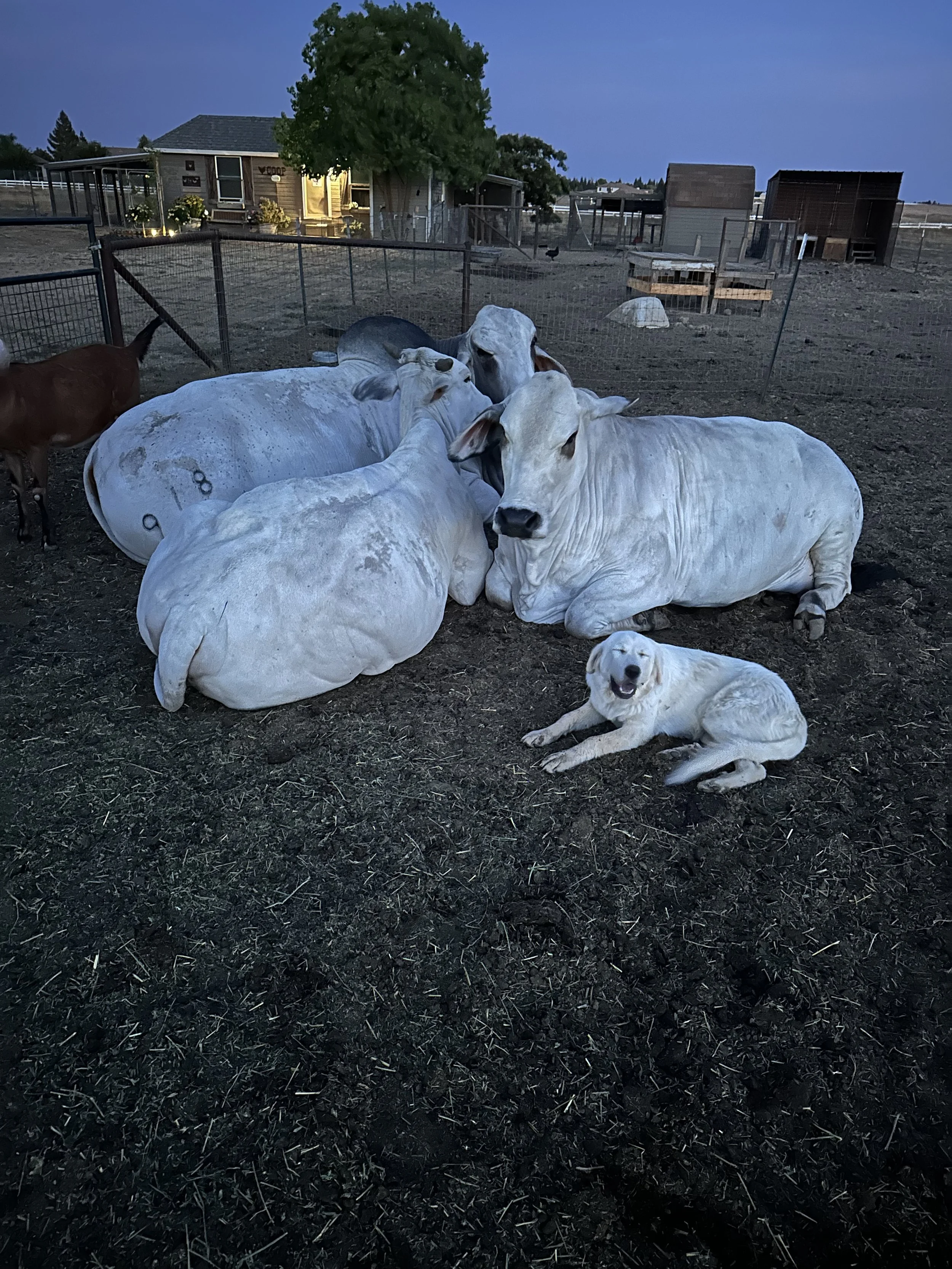 Group of white cows resting on dirt ground with pasture and farm buildings in background, one small white dog lying and smiling nearby.