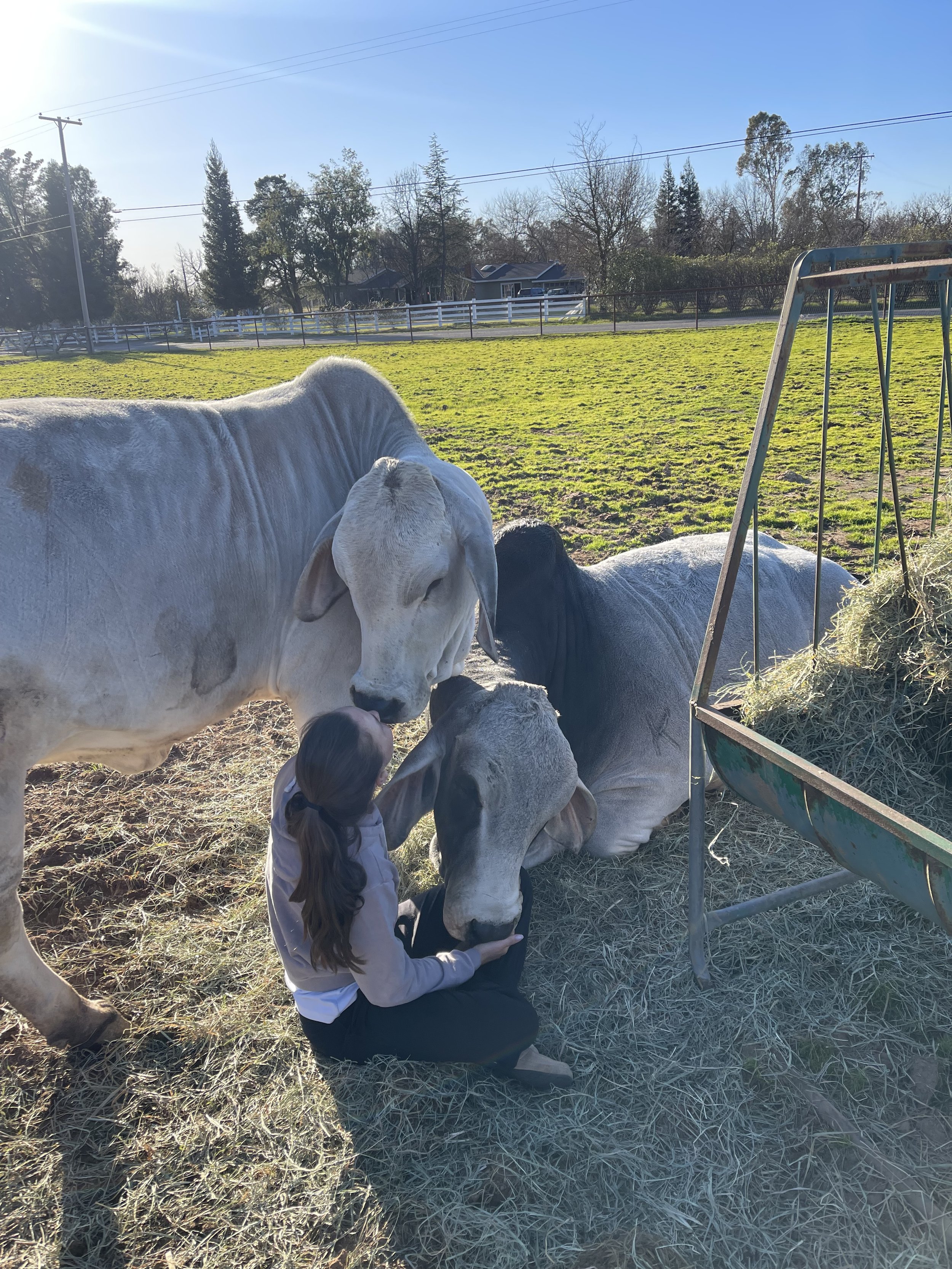A girl sitting on hay, petting and kissing two cows in a farm field on a sunny day.