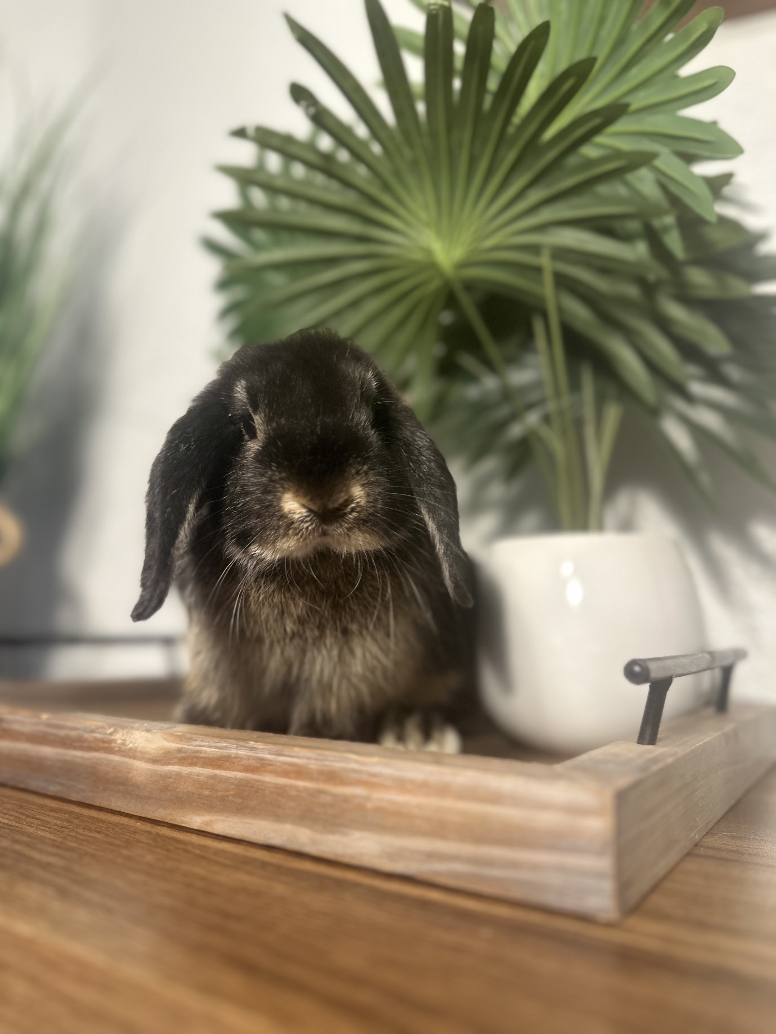Cute black and brown rabbit sitting on a wooden tray with a potted plant in the background.