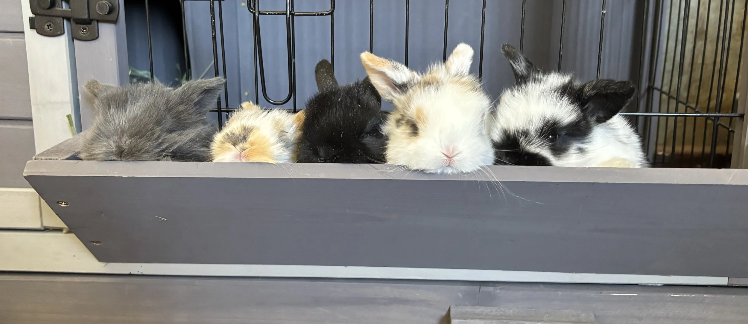 Five baby rabbits lying side by side in a row inside a cage, resting with their eyes closed or slightly open.