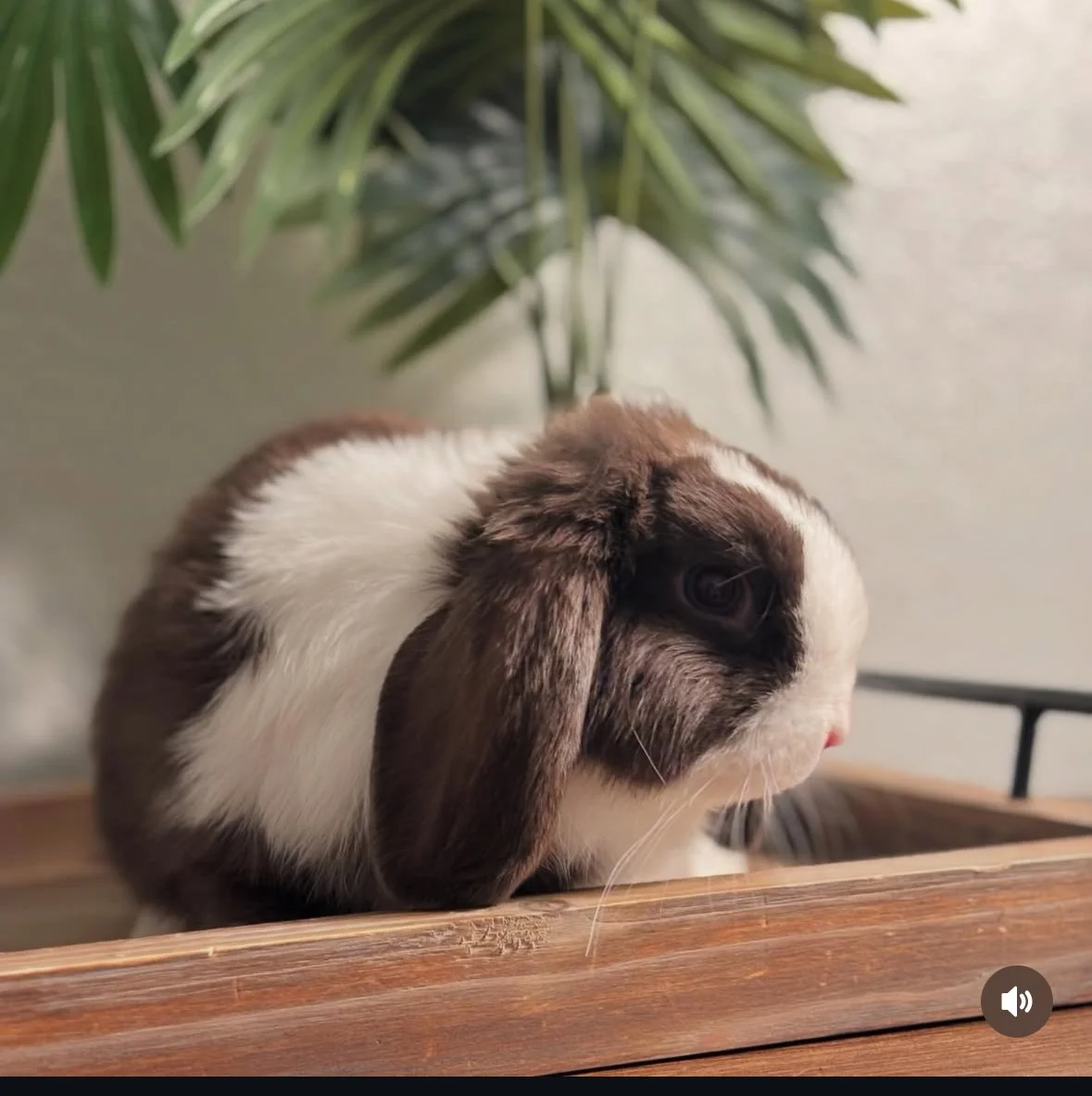 A brown and white rabbit with long ears near a wooden surface with a plant in the background.