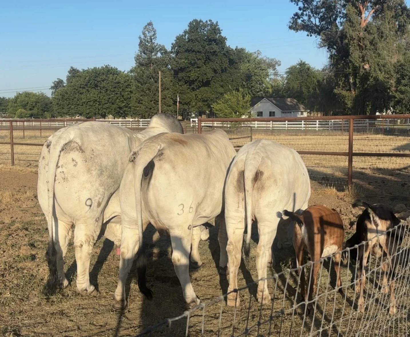 A group of cattle and calves standing in a fenced outdoor enclosure on a farm with trees, houses, and clear blue sky in the background.