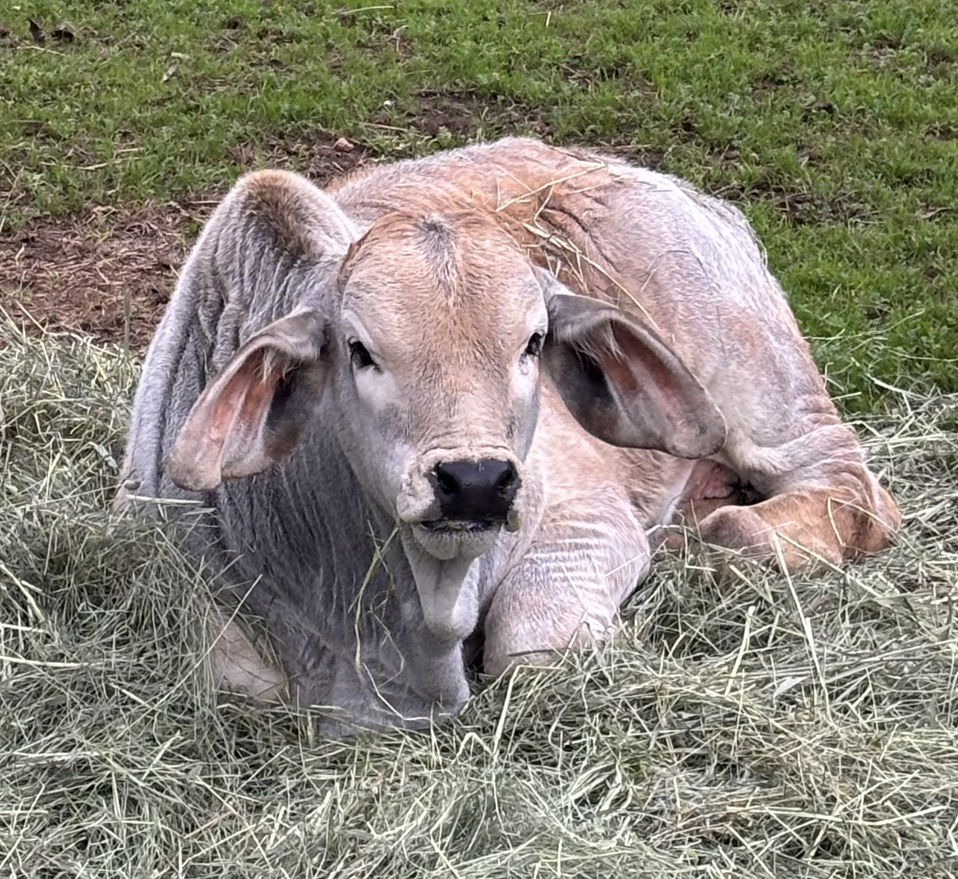 Young calf lying on hay in a grassy field