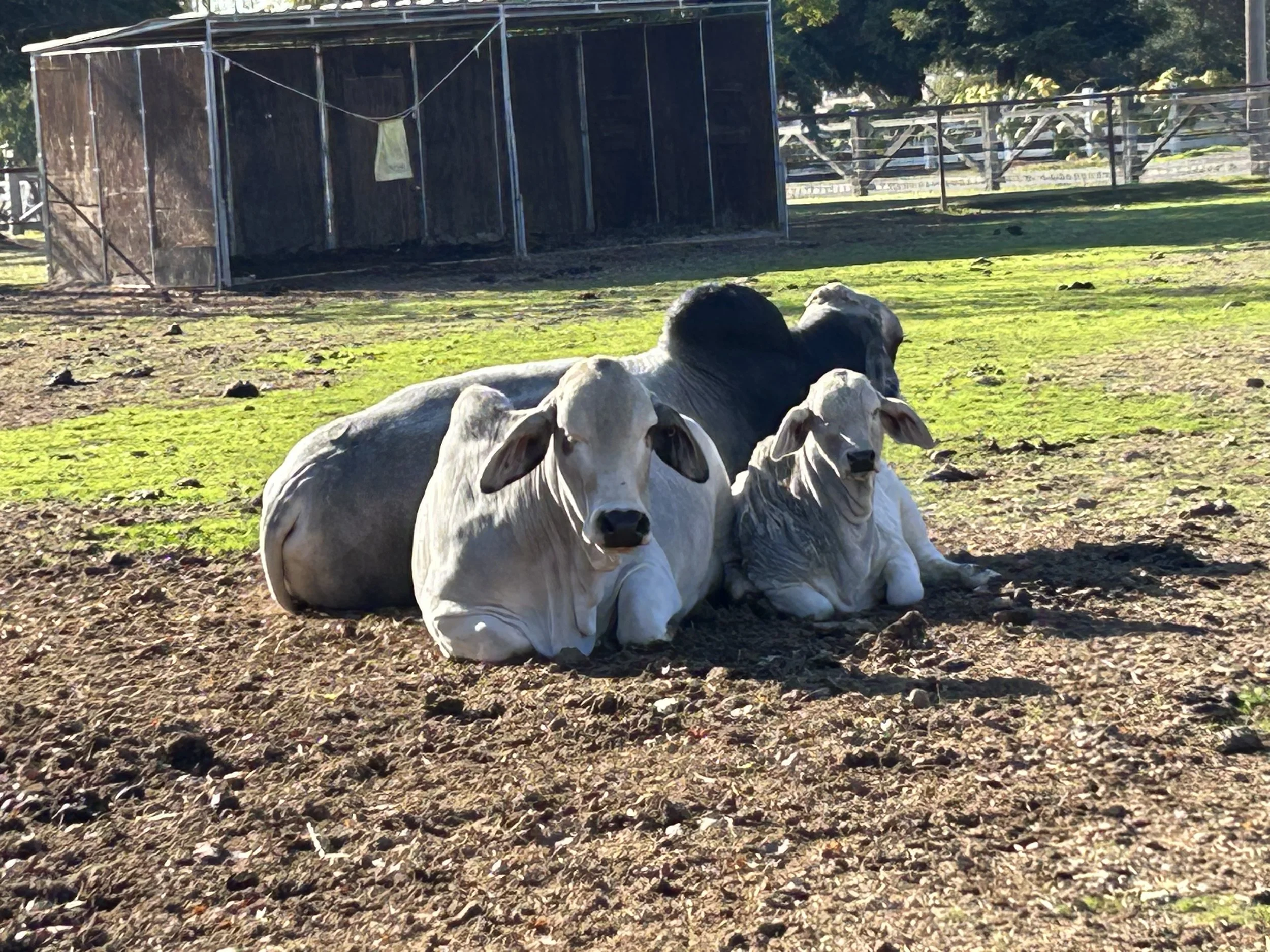 Two cows lying on the ground in a farmyard with a barn in the background, sunlight casting shadows.