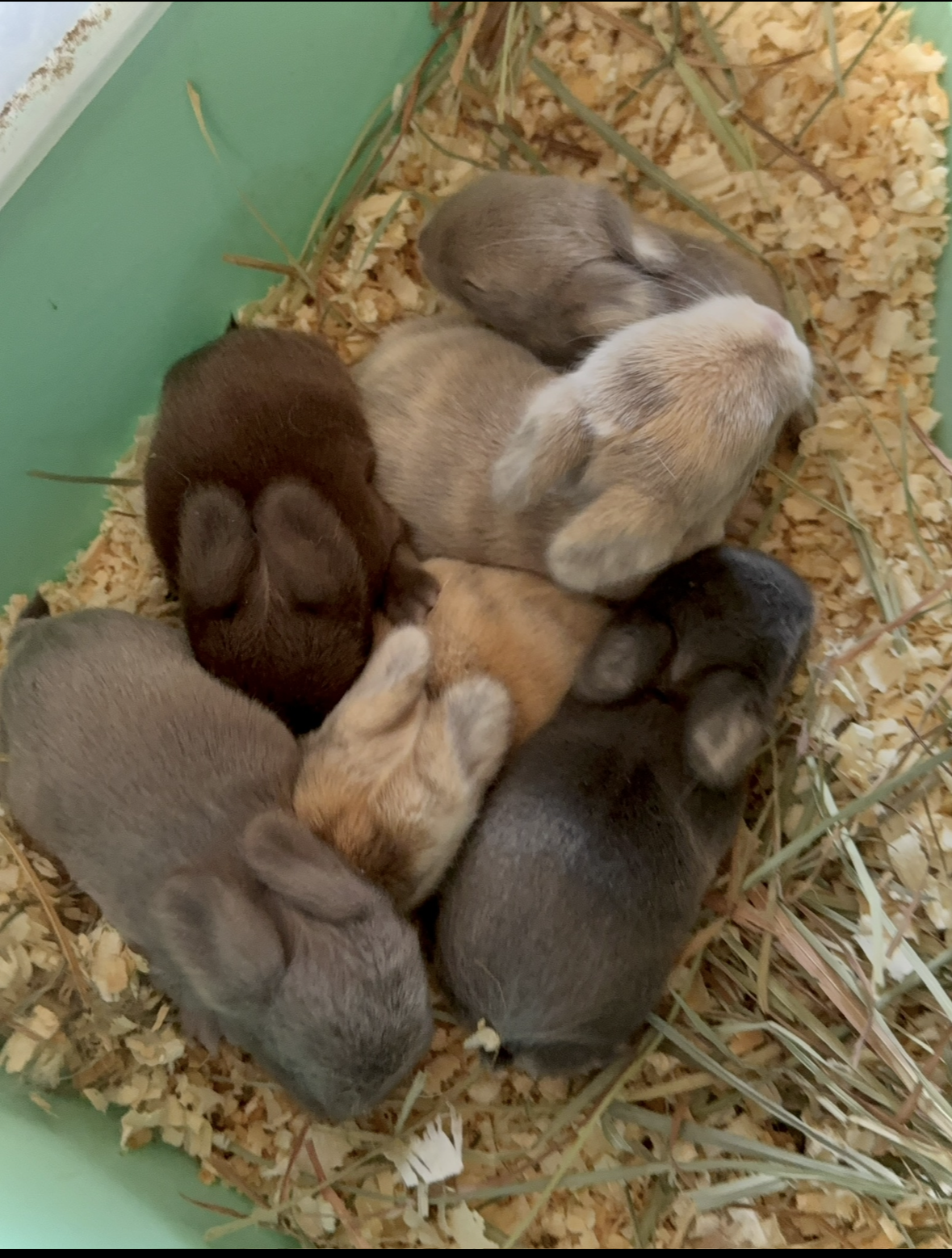 Six baby rabbits huddled together on wood shavings and hay inside a green enclosure.