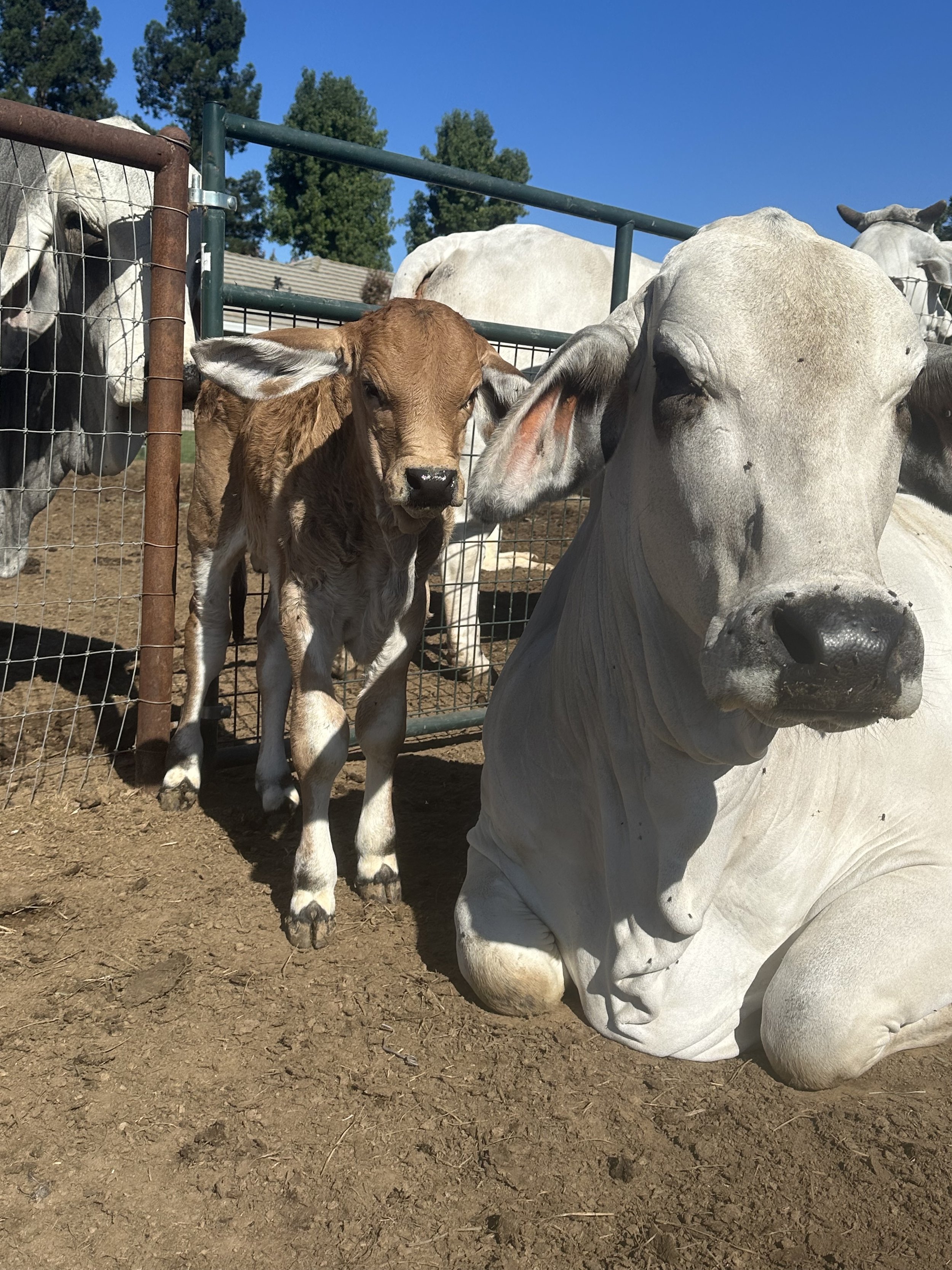 Young calf standing next to a large white cow that is lying down on dirt, in a fenced outdoor area with trees and blue sky in the background.