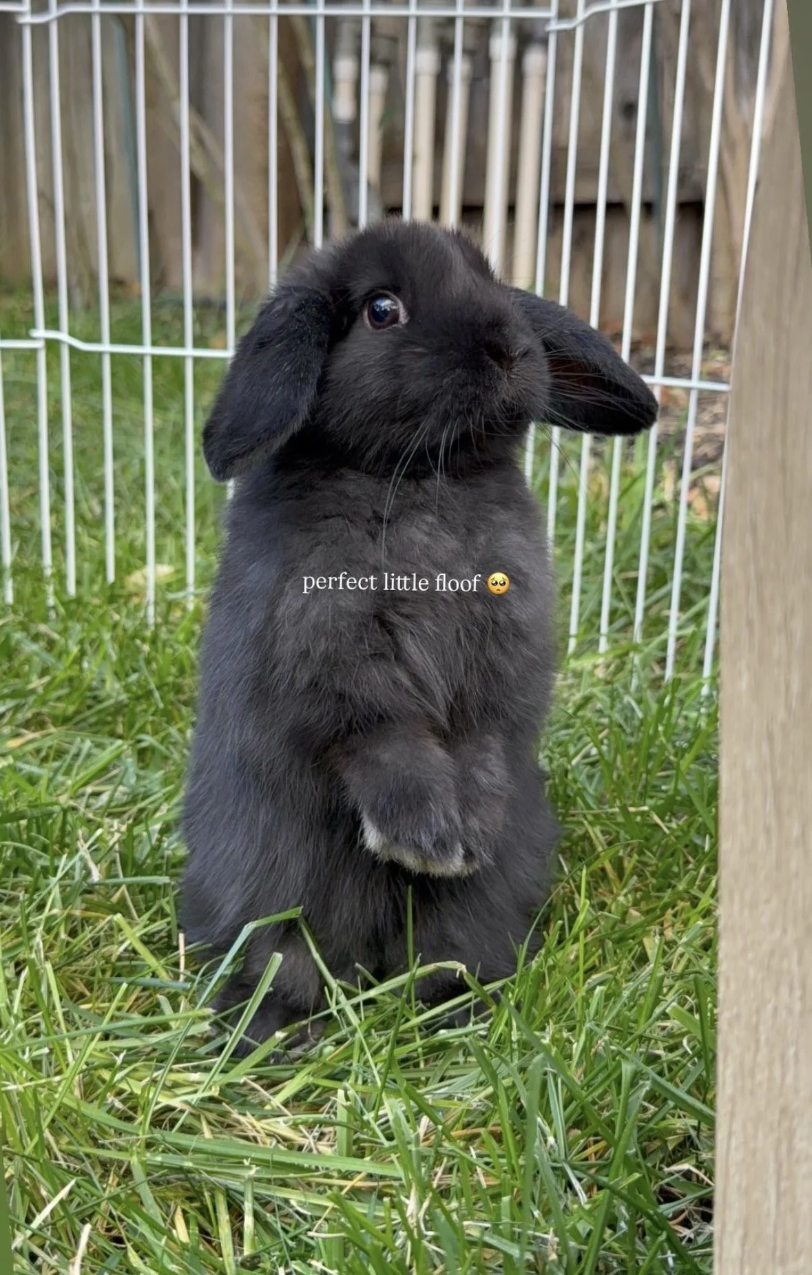 A black baby rabbit standing on green grass near a wooden fence and a wire enclosure. The rabbit has soft fur, long ears, and a cute expression. Text on the image reads 'perfect little floof' with a small, sad emoji.