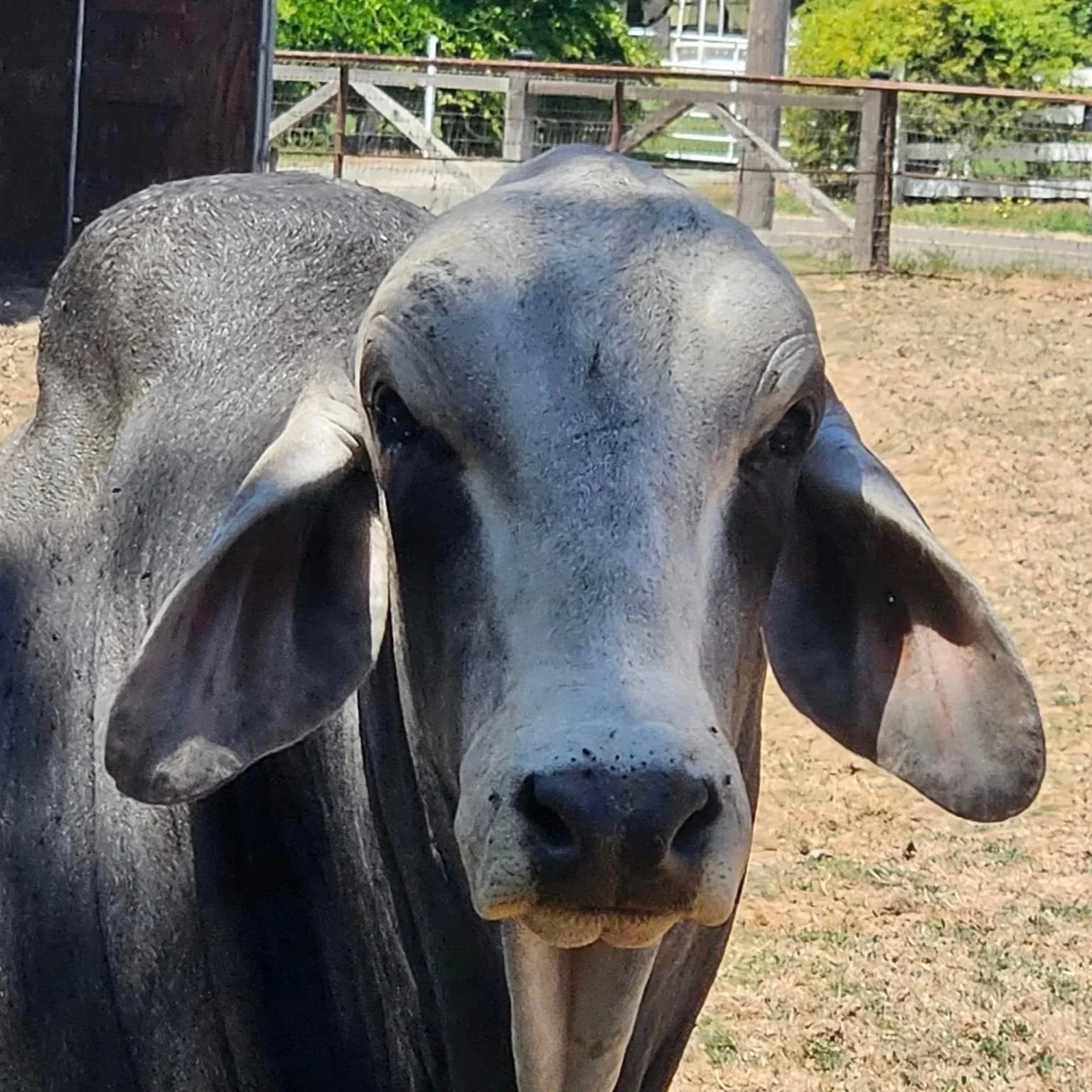 Close-up of a gray cow with large ears, standing outdoors in a fenced area on a sunny day.