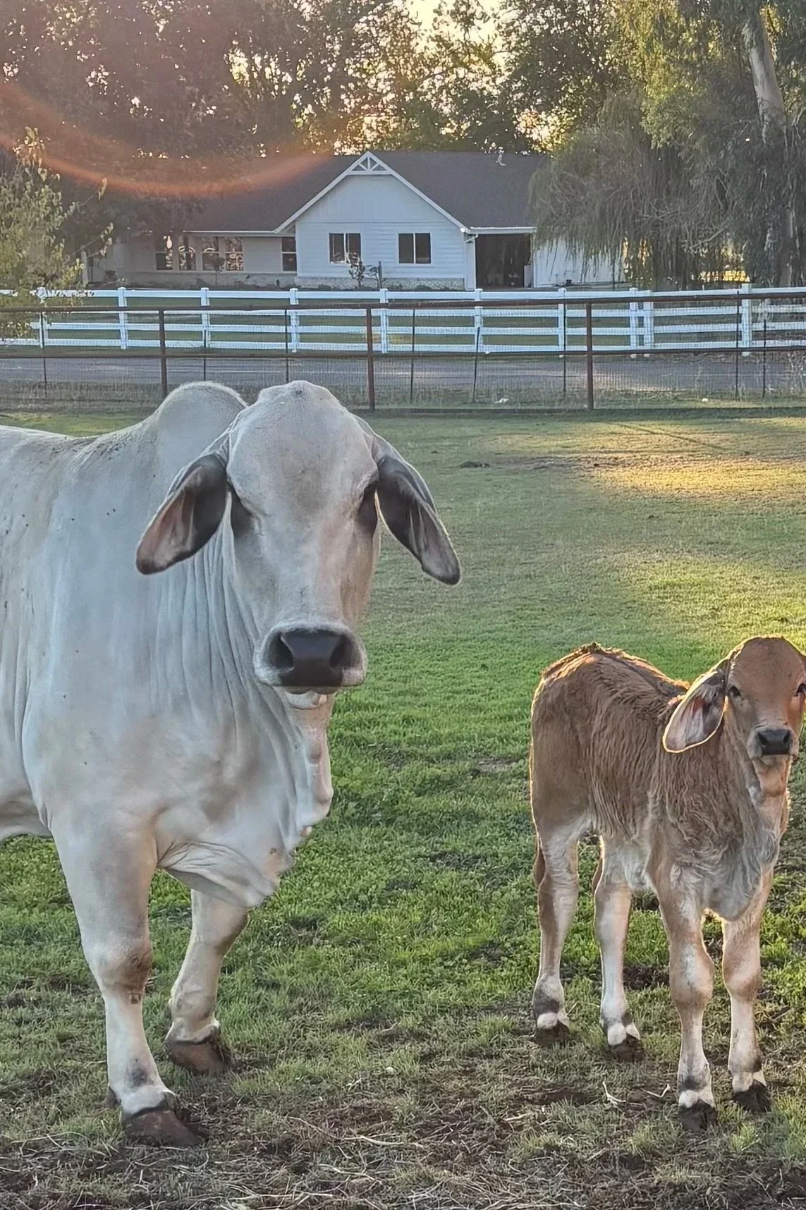 A cow and calf standing on green grass in a fenced rural area during sunset, with a house and trees in the background.
