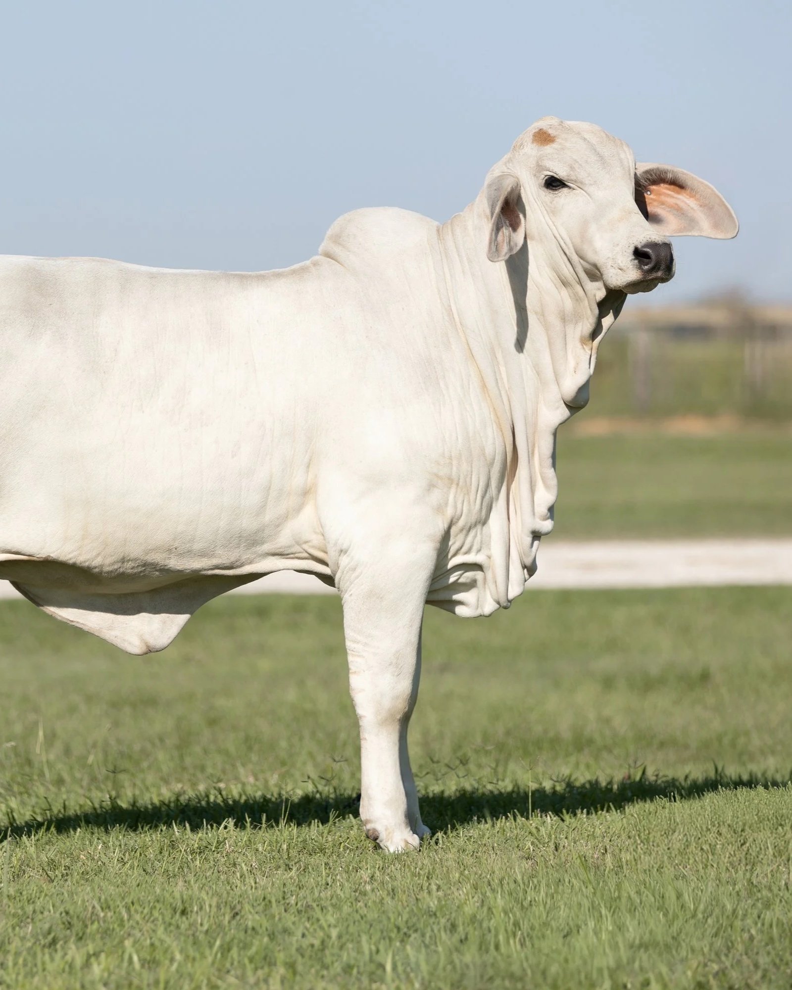A cow with a human ear on its face standing on grass with a blurred background and blue sky.