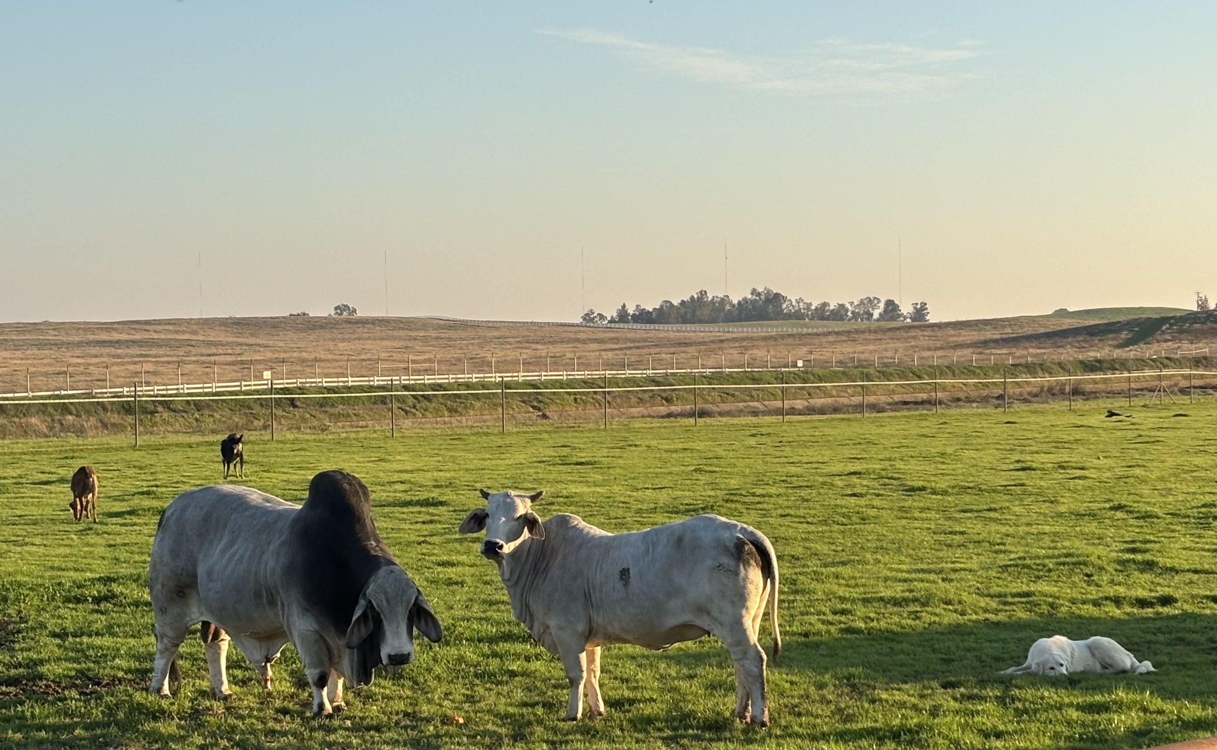 A pasture with several cows grazing and resting on the grass, surrounded by fences and rolling hills in the background under a partly cloudy sky during the daytime.