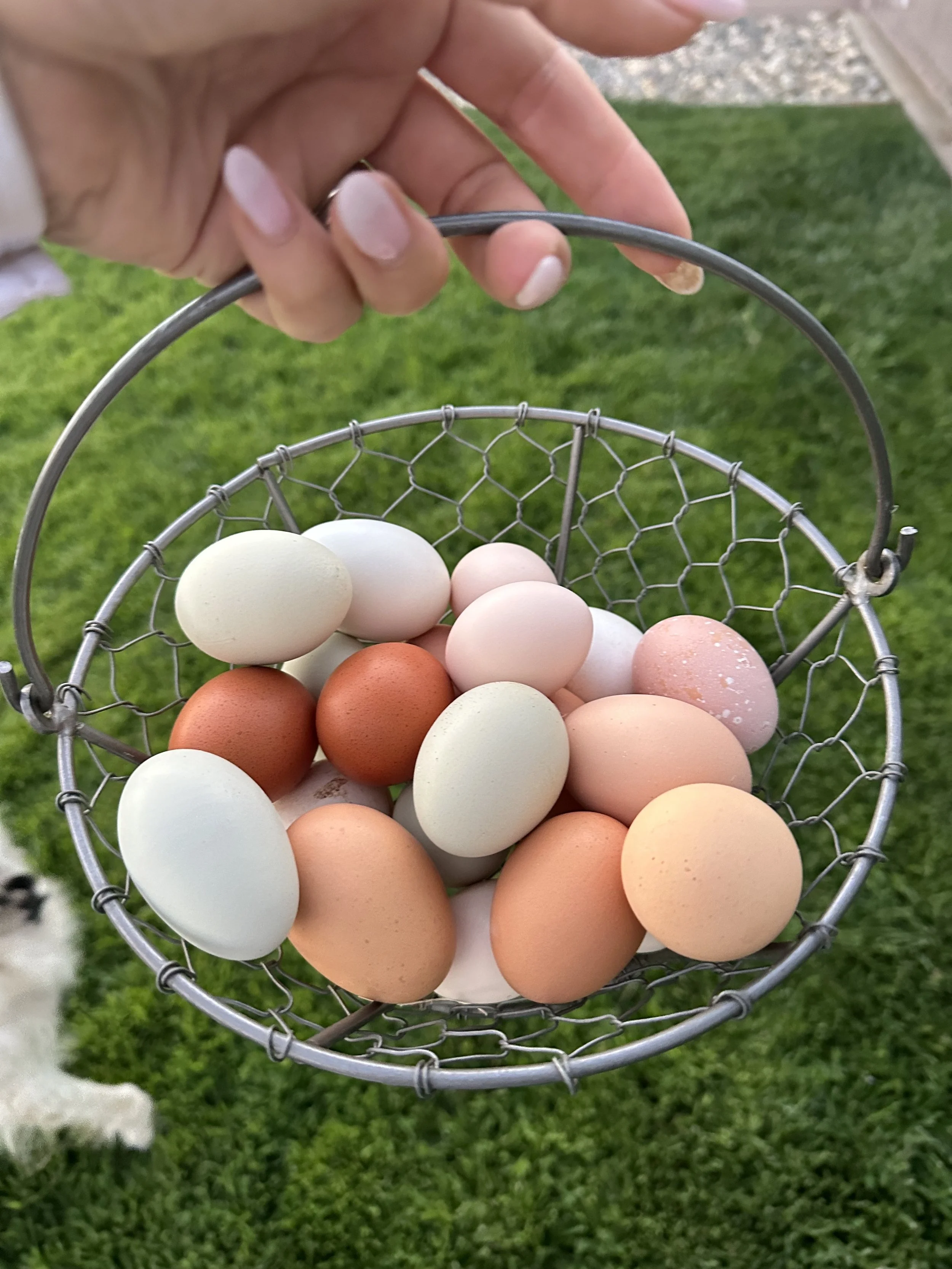 Hand holding a small wire basket filled with various colored eggs, with a green lawn background.