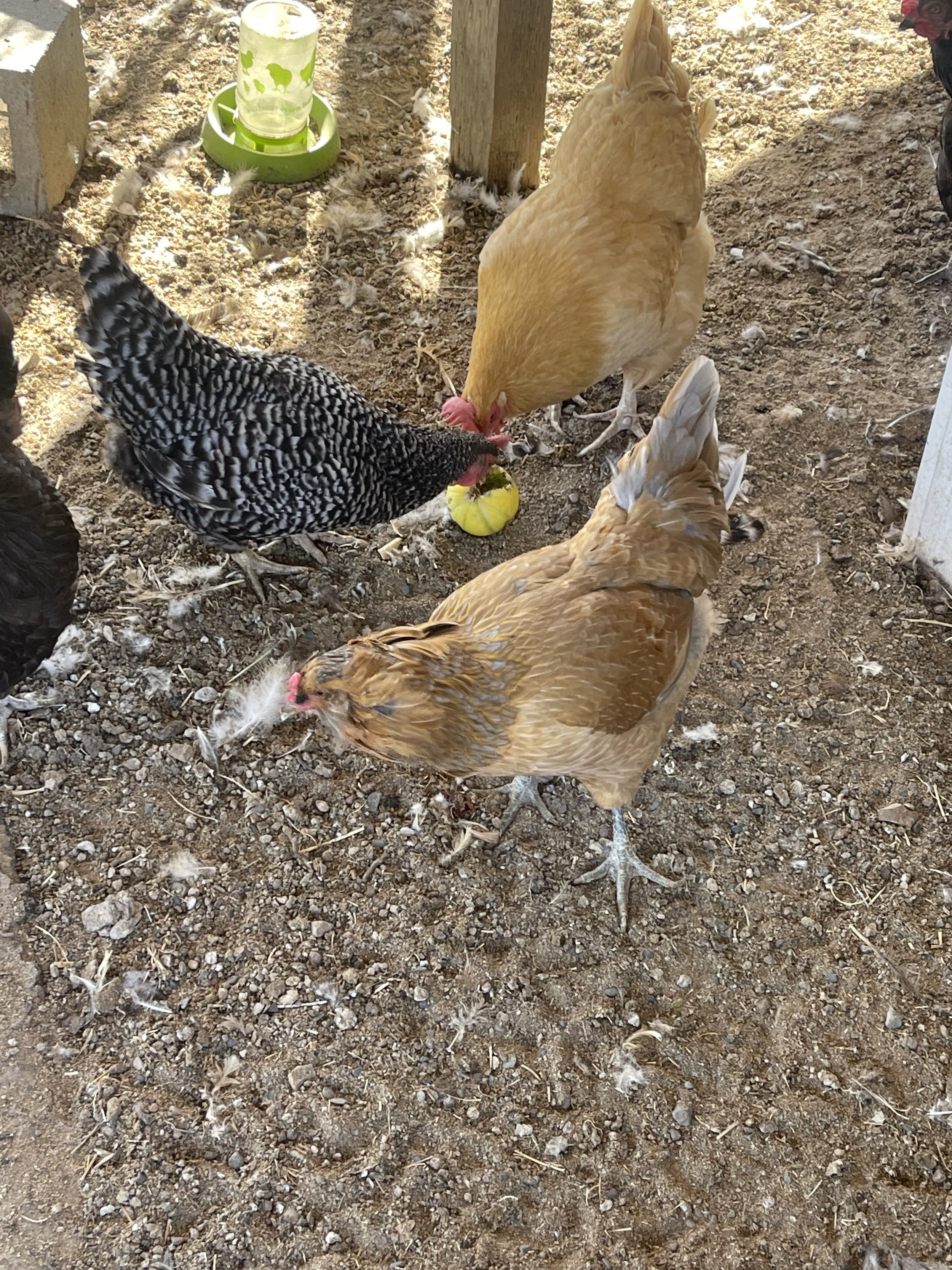 Four chickens of different colors peck at a yellow apple on the ground in a dirt enclosure with a water dispenser in the background.