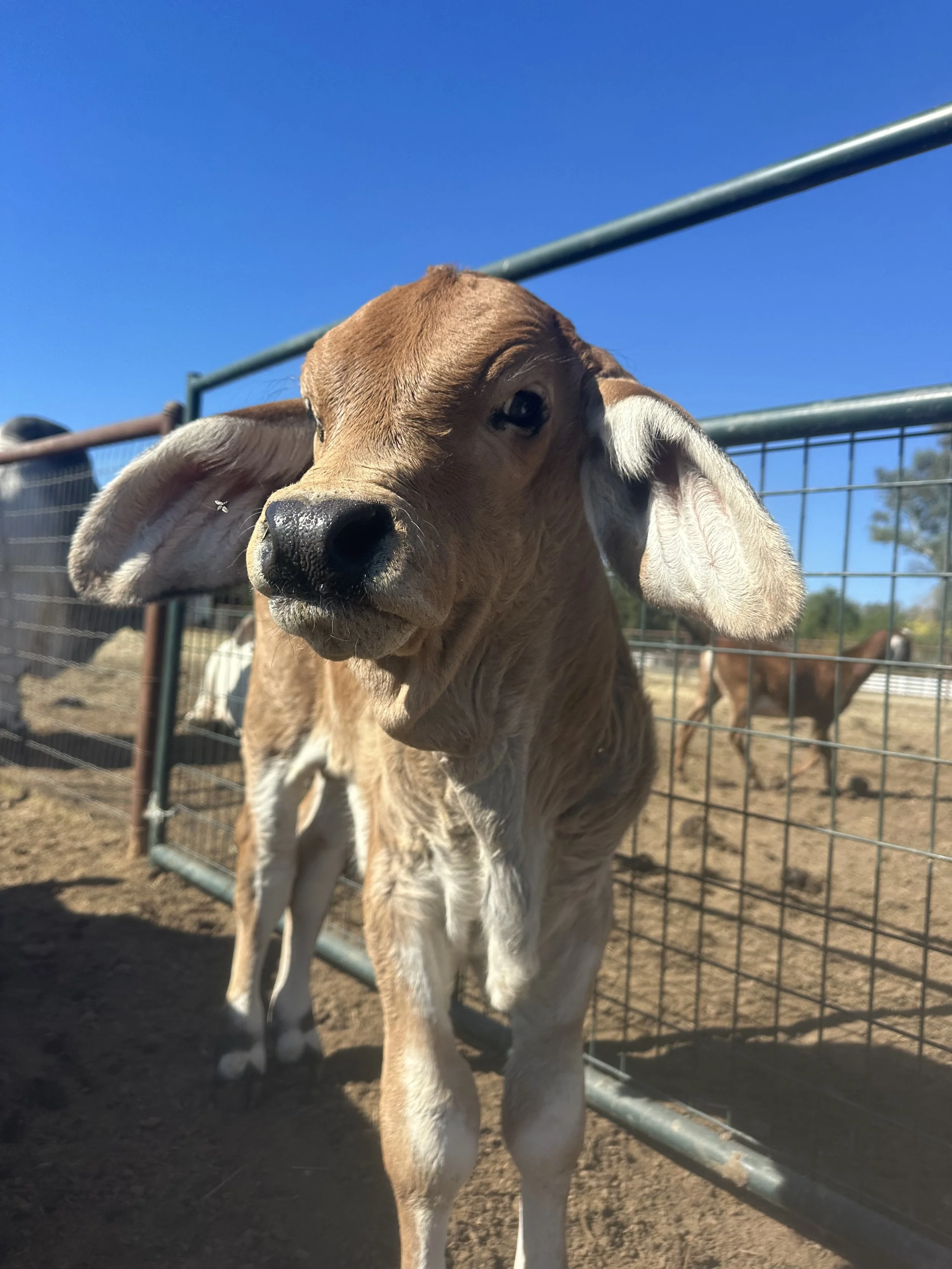 Close-up of a young brown and white goat with floppy ears, standing in a fenced outdoor area under a clear blue sky.
