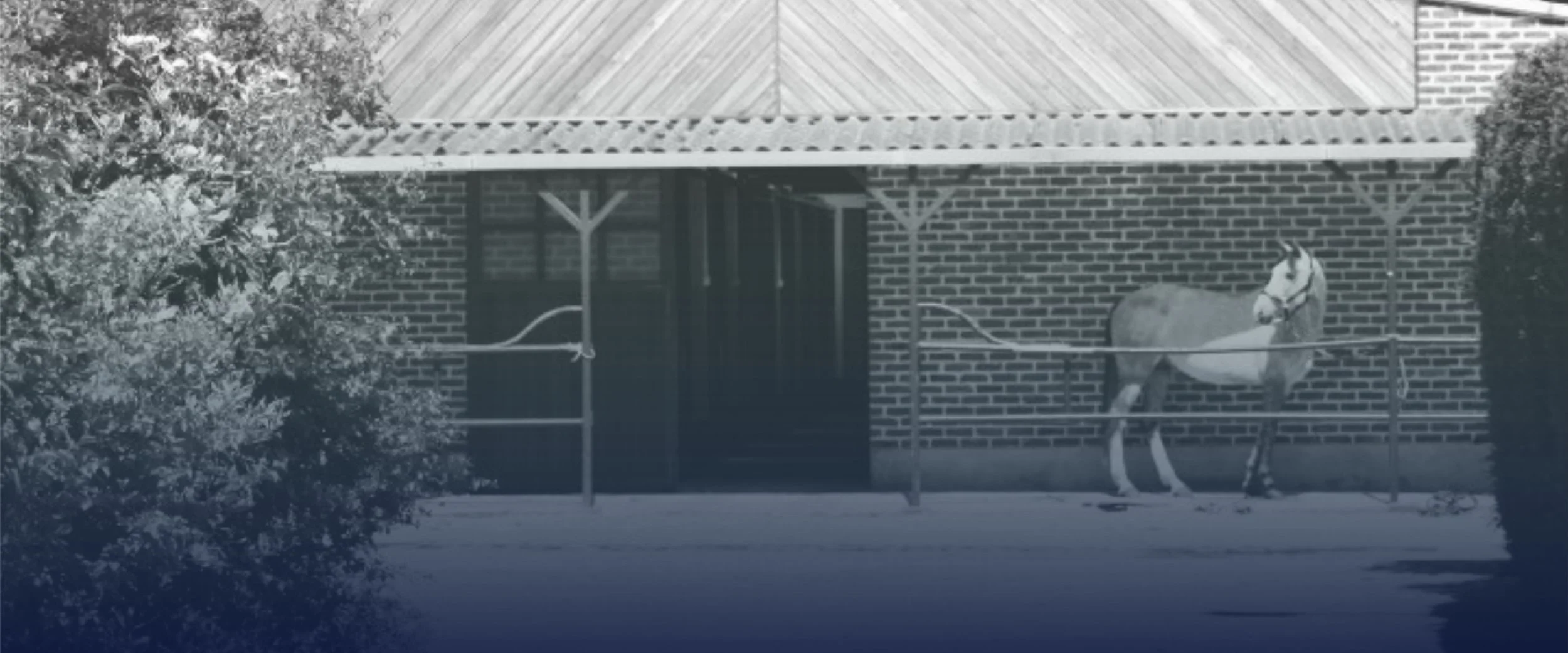 Un cheval blanc attaché à une clôture en face d'un bâtiment en briques avec un toit en tôle, entouré d'arbustes.