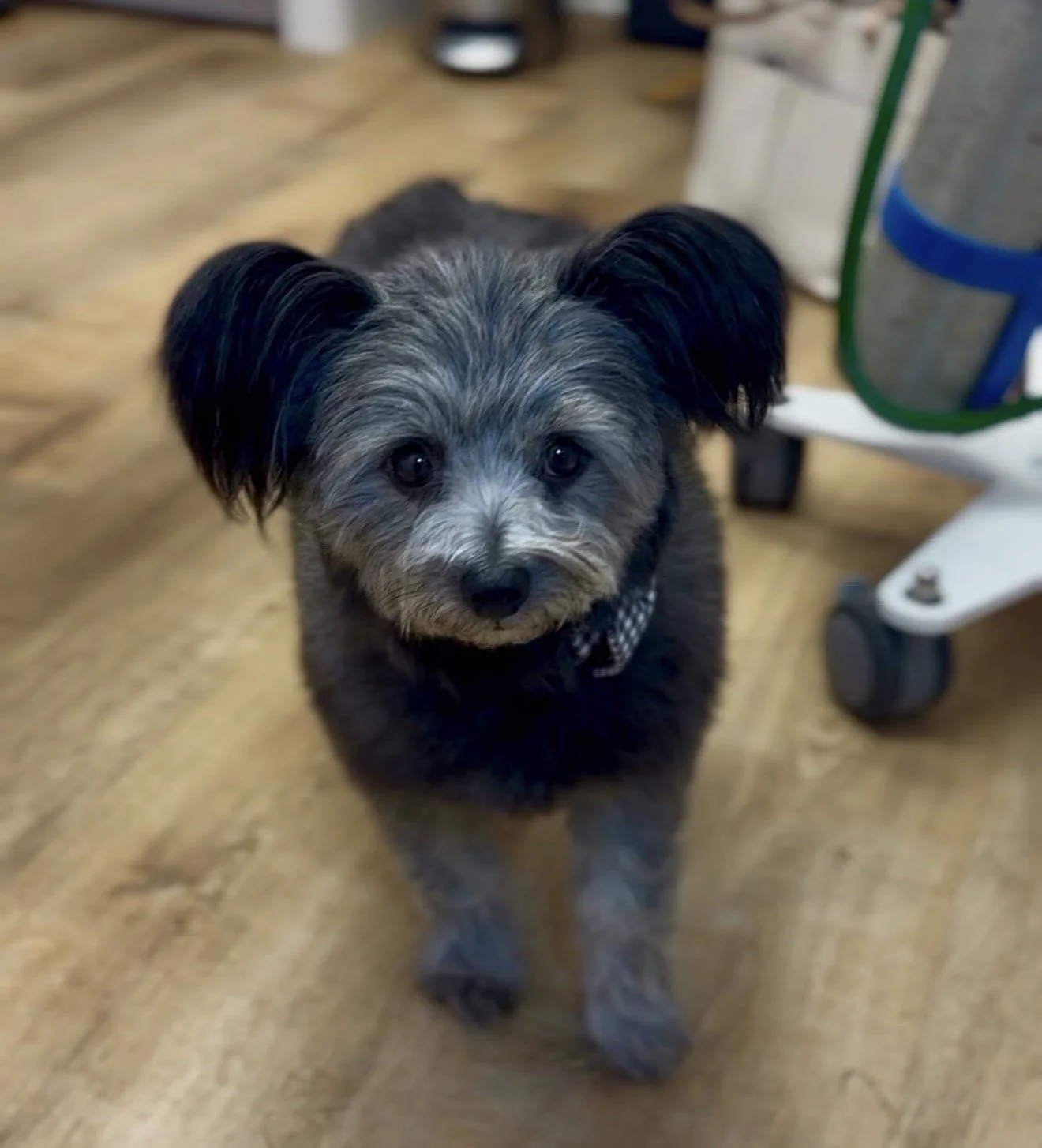 med spa botox filler facial microneedling lashes brows waxing scalp massage tanning