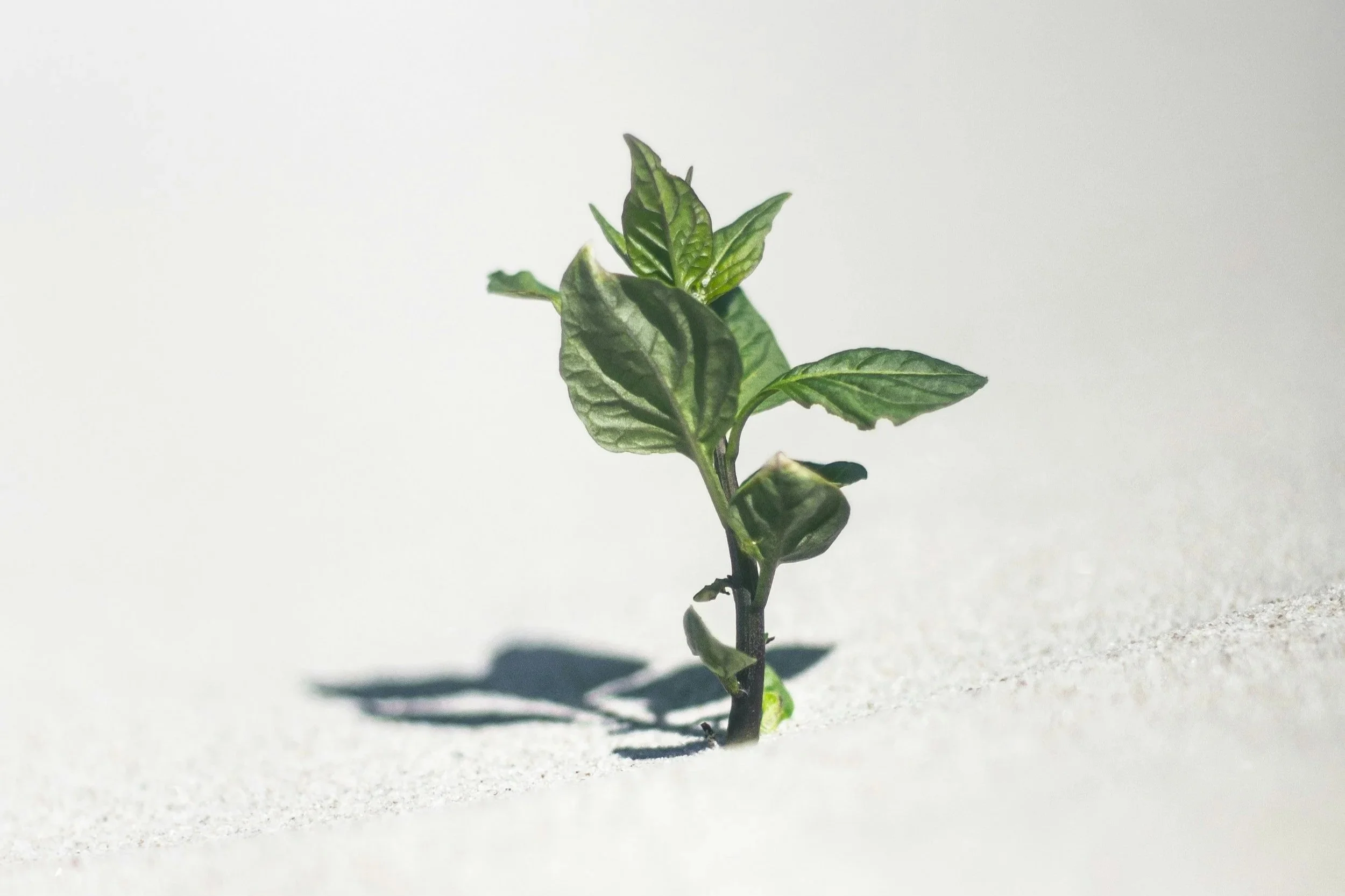 Kleine grüne Pflanze wächst aus weißem Sand unter Sonnenlicht.