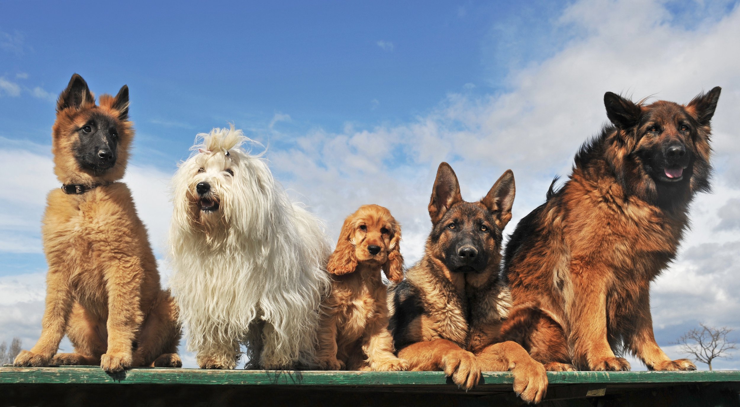 Premium Dog DNA Collection Kit