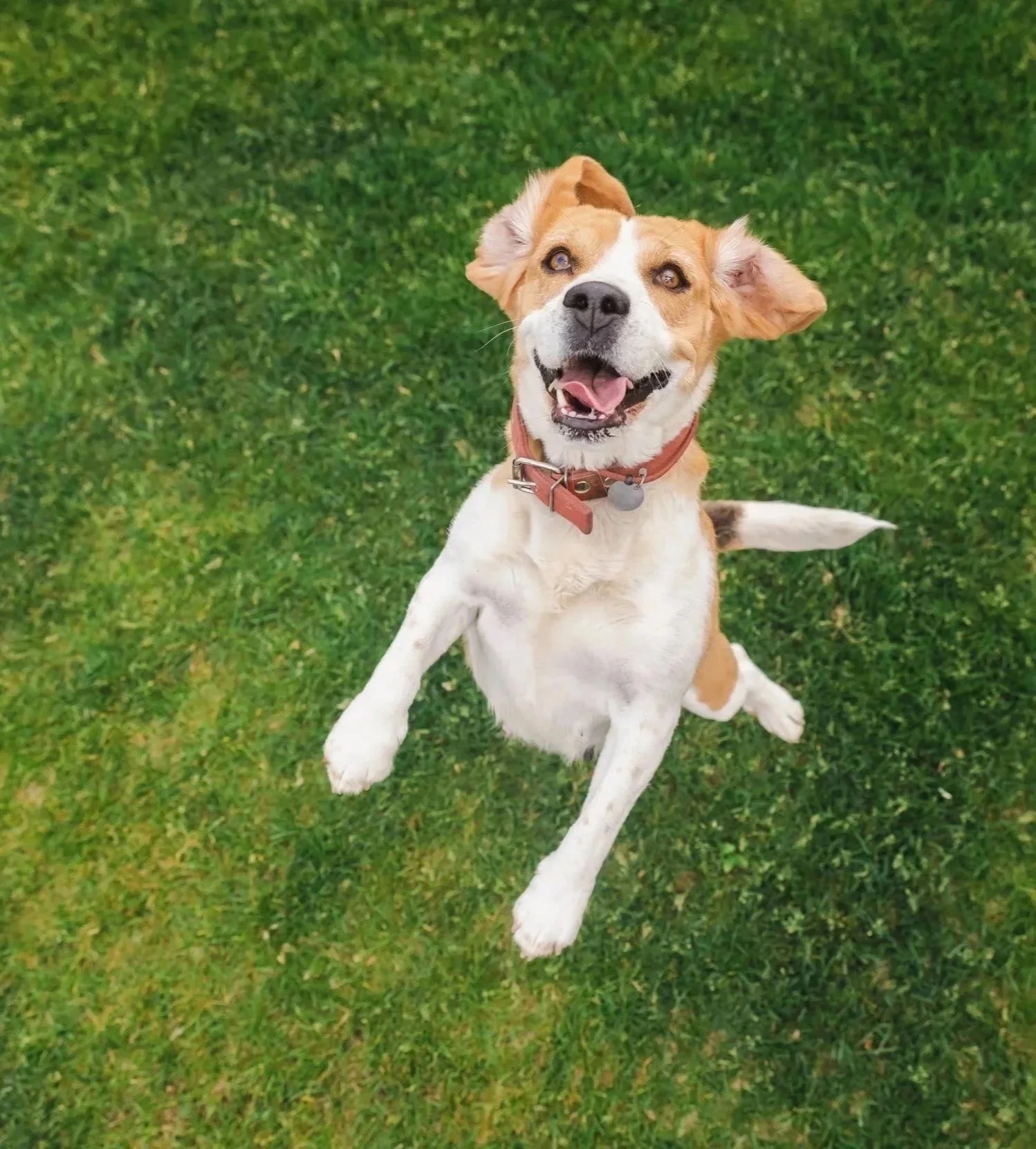 Essential Dog DNA Collection Kit