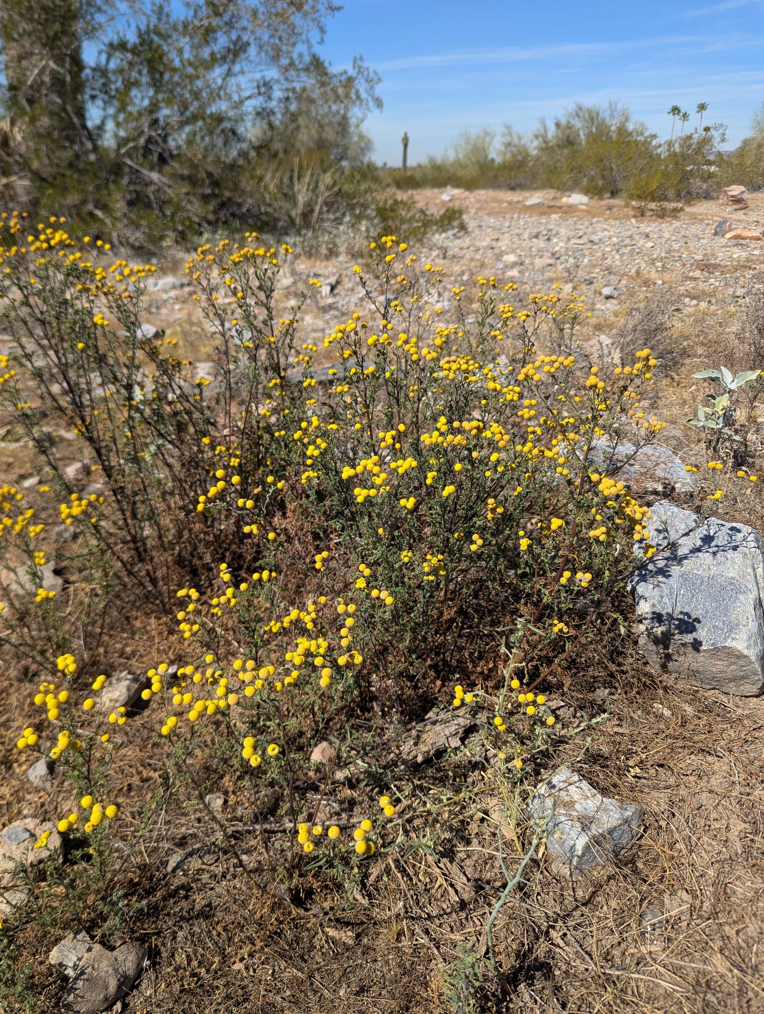 Invasive Weeds of Default Purpose