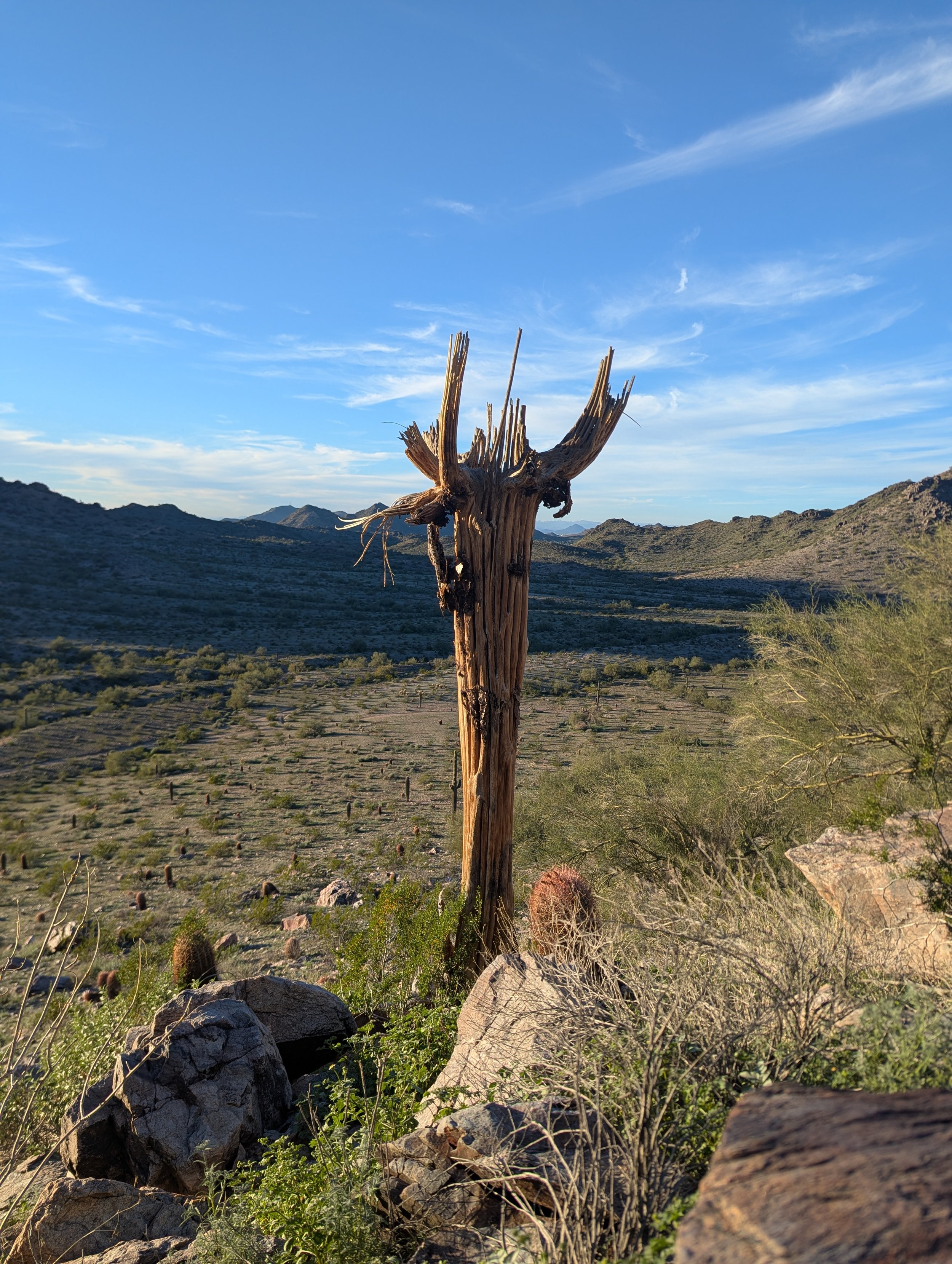 saguaro cactus